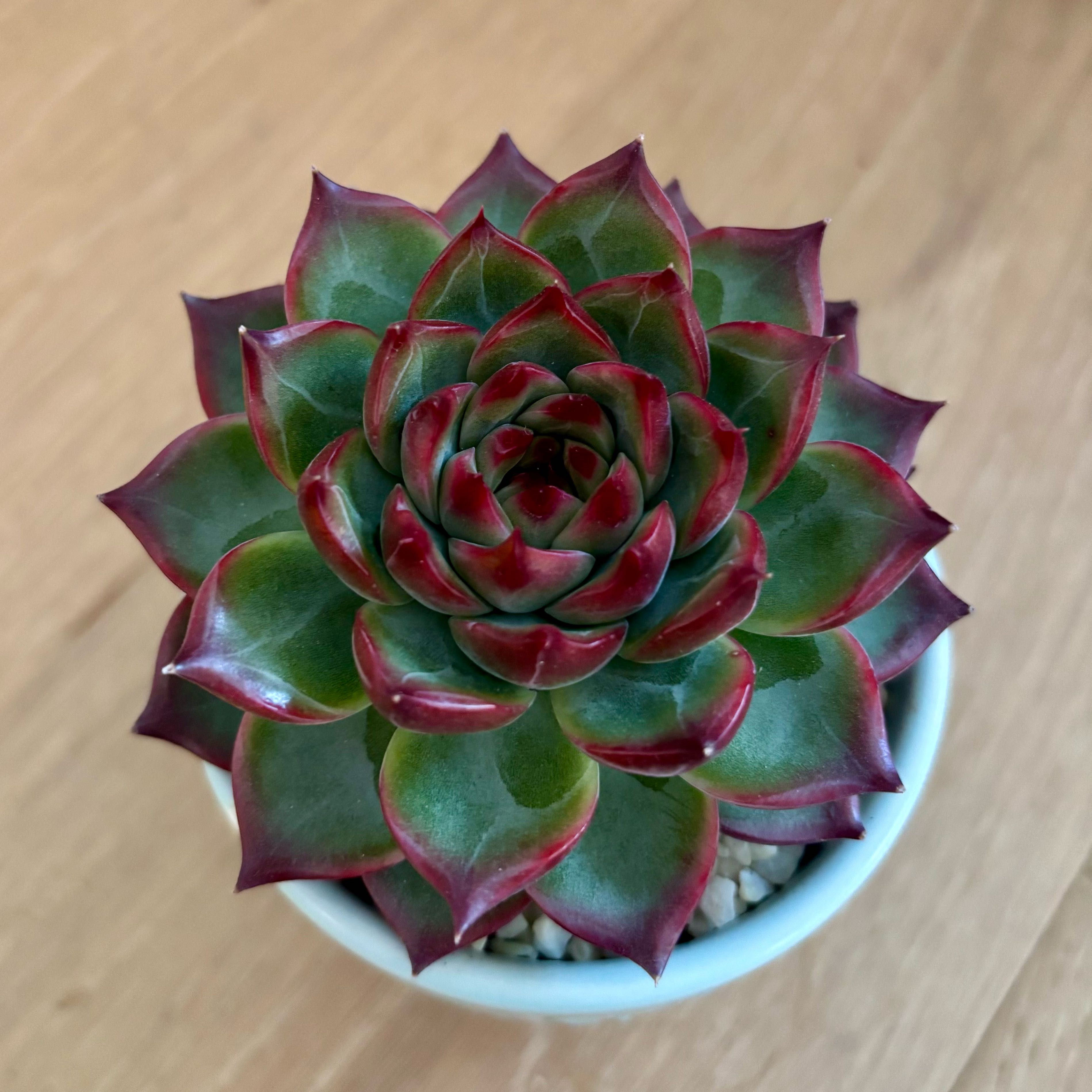 Photo of the plant species Echeveria Fire Pillar by @GenuineJuniper named Lola on Greg, the plant care app