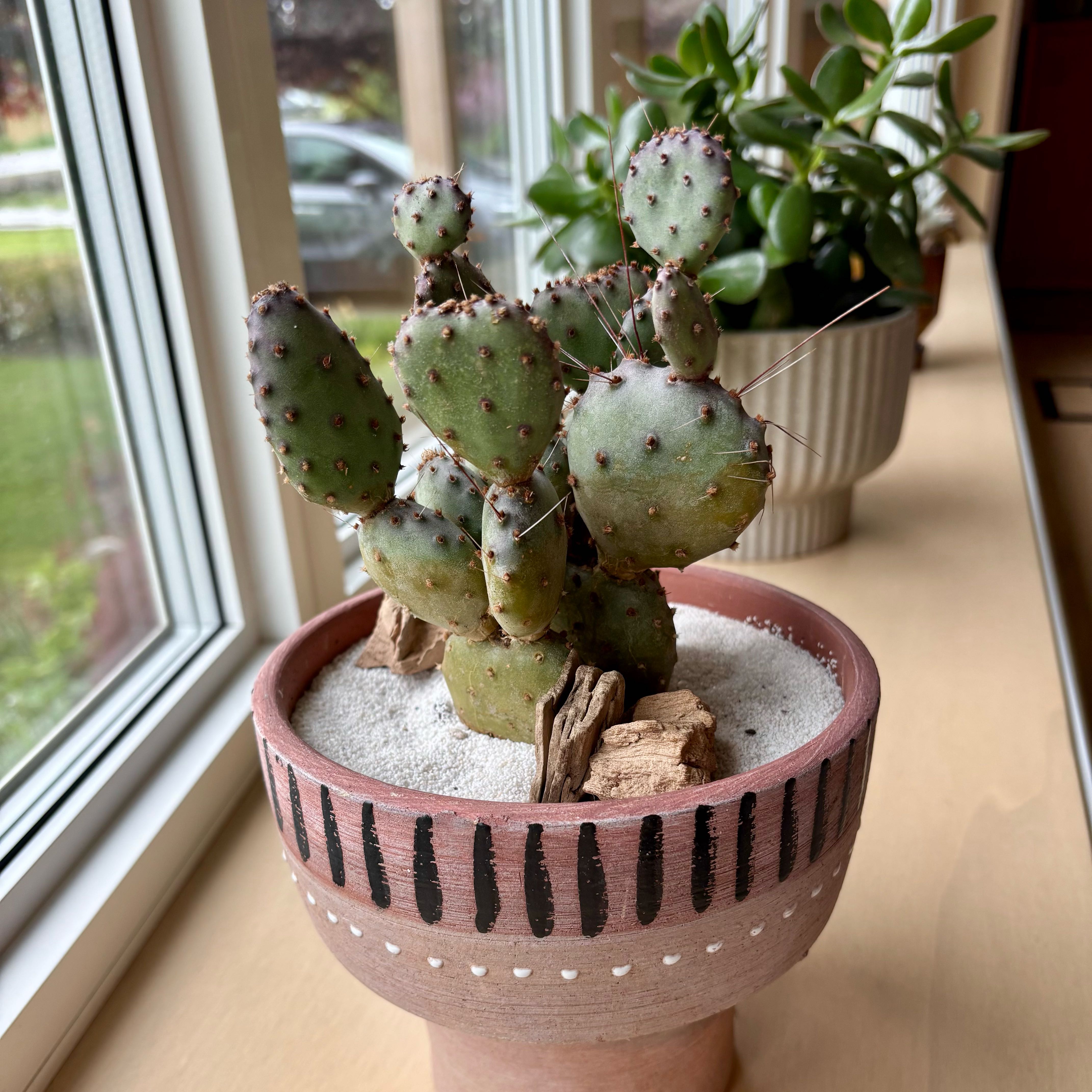 Photo of the plant species Opuntia 'Baby Rita' by @GenuineJuniper named Fernie Saunders on Greg, the plant care app