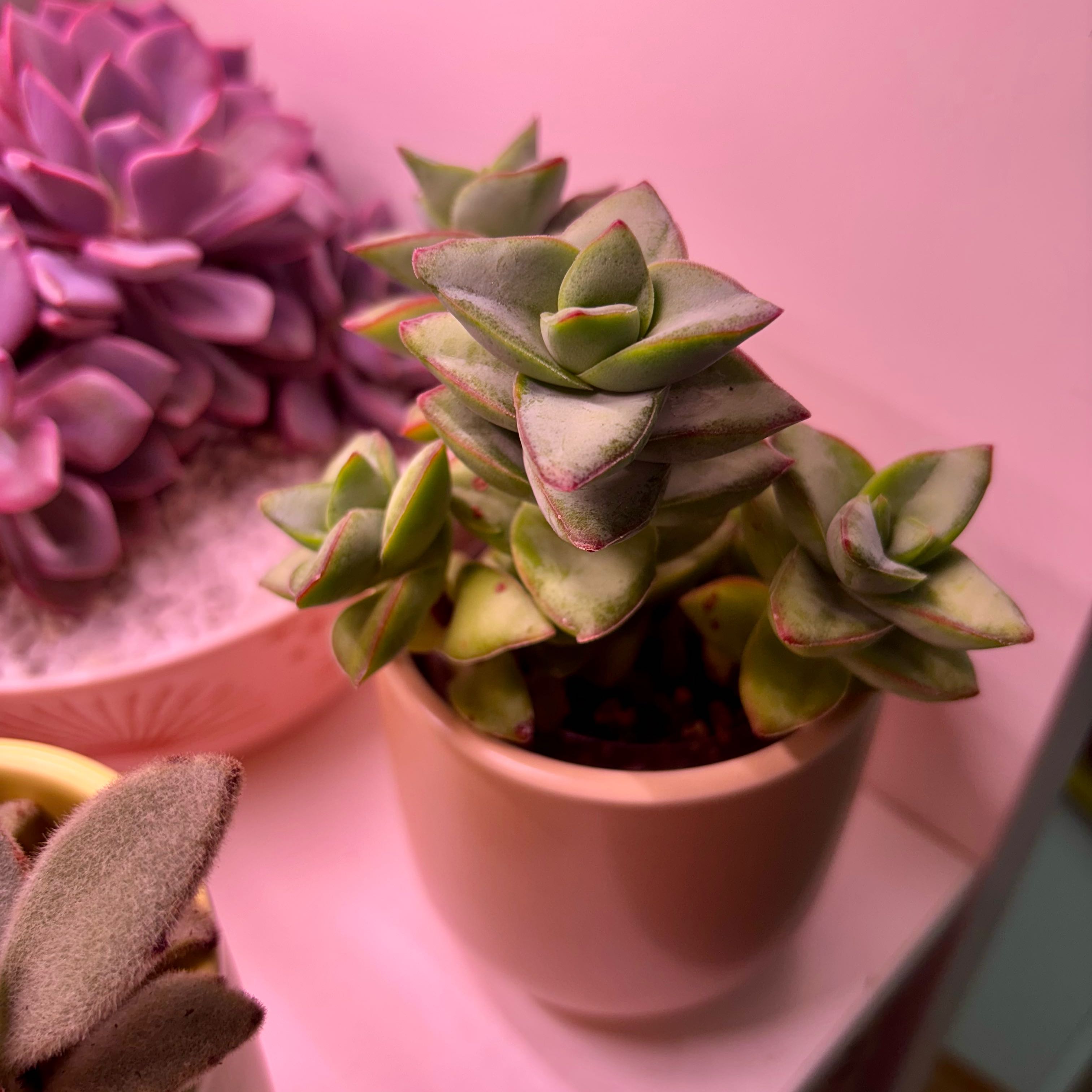 Photo of the plant species Taylor's Parches by @GenuineJuniper named Treeyoncé on Greg, the plant care app