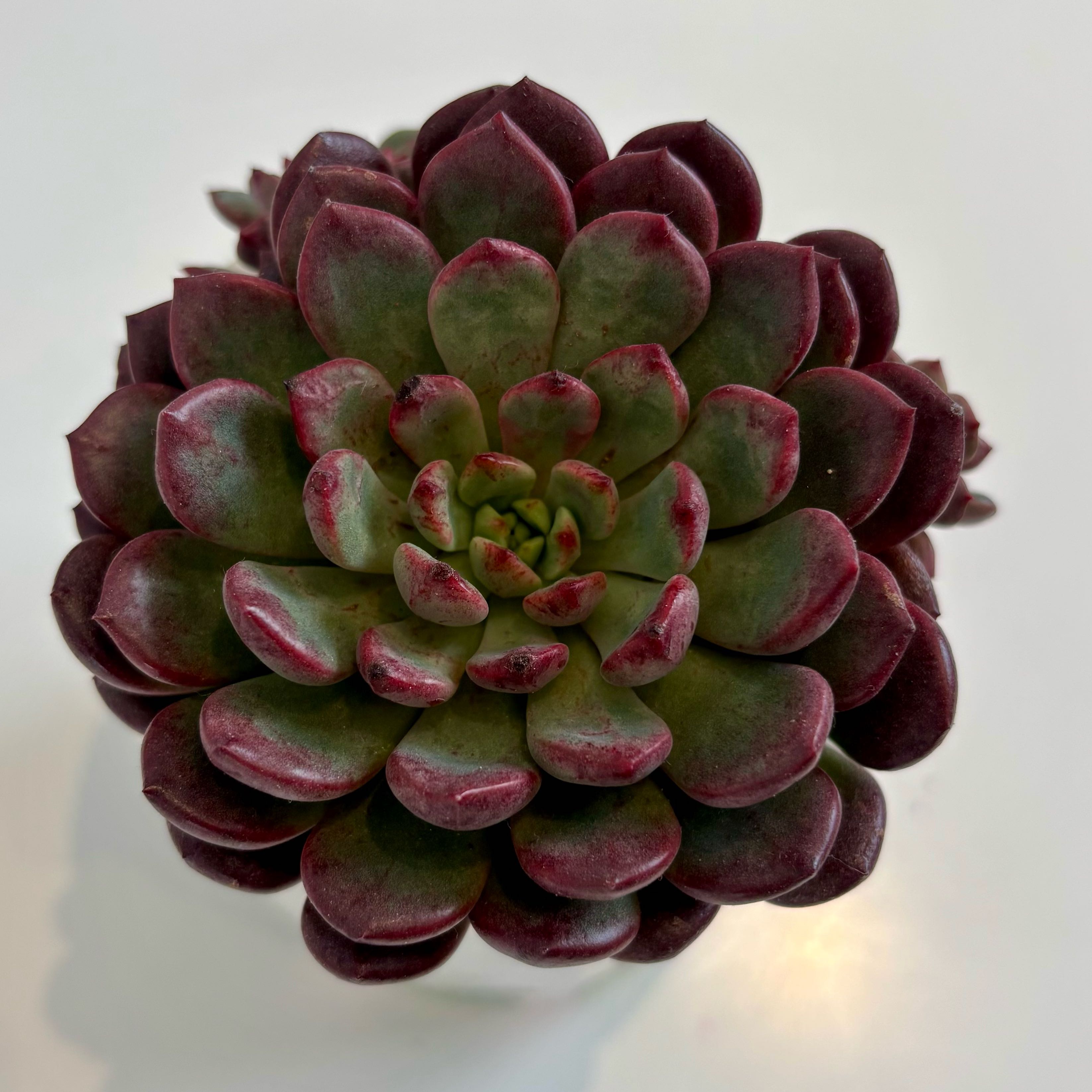 Photo of the plant species Pink Ruby Sedevaria by @GenuineJuniper named Ruby on Greg, the plant care app