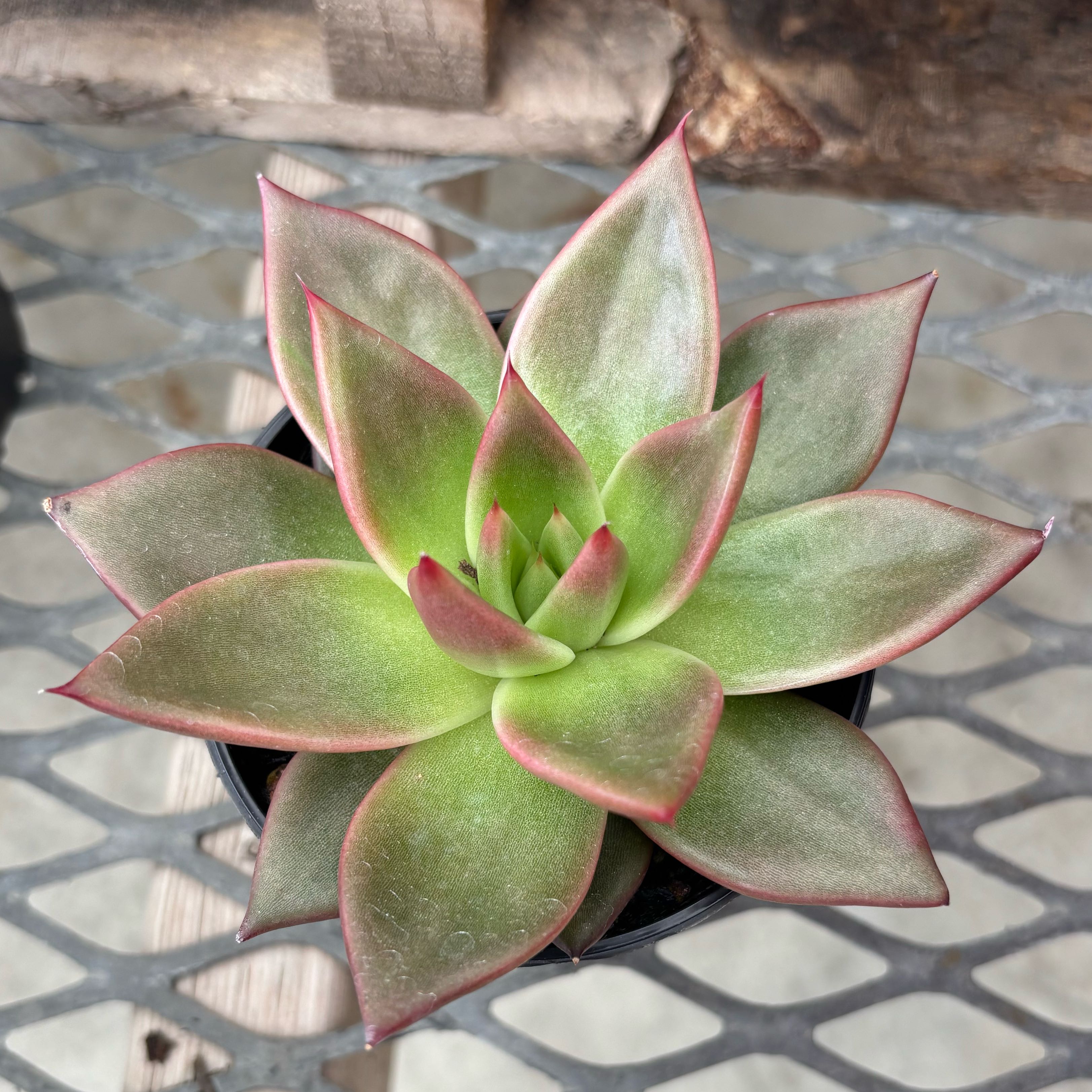 Photo of the plant species Echeveria Agavoides Mars Galaxy by @GenuineJuniper named Madonna on Greg, the plant care app