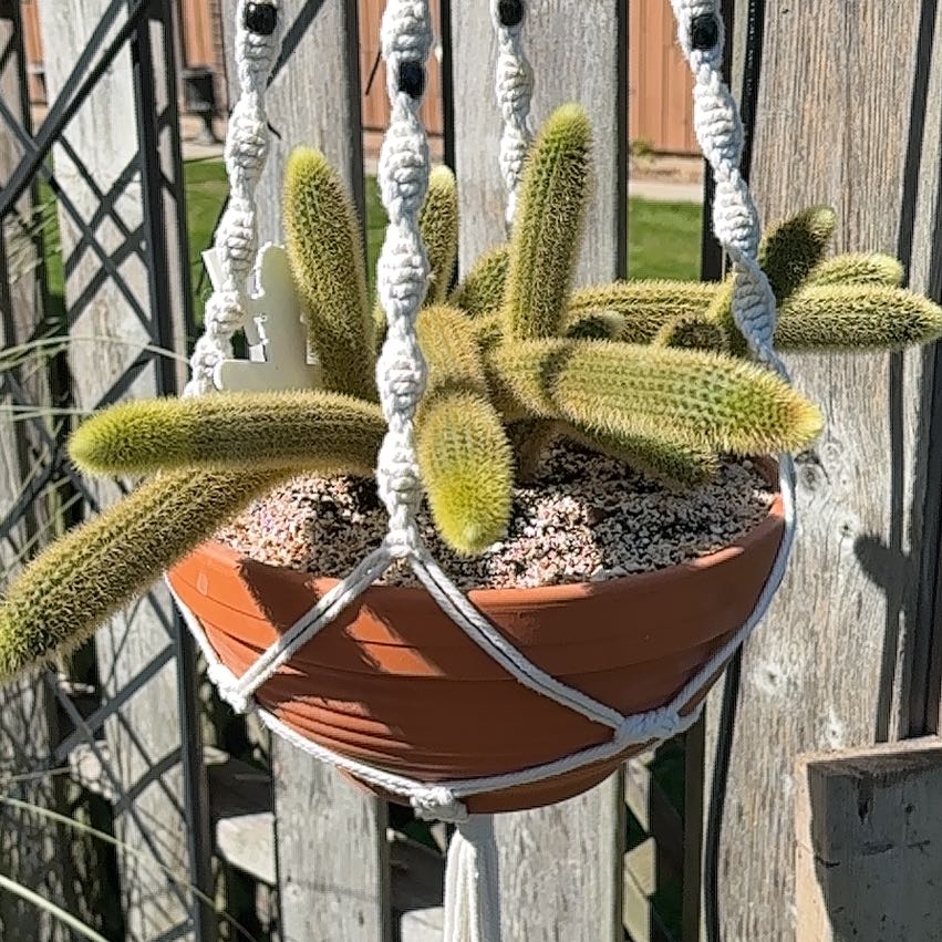 Photo of the plant species Monkey Tail by @GenuineJuniper named Dax on Greg, the plant care app