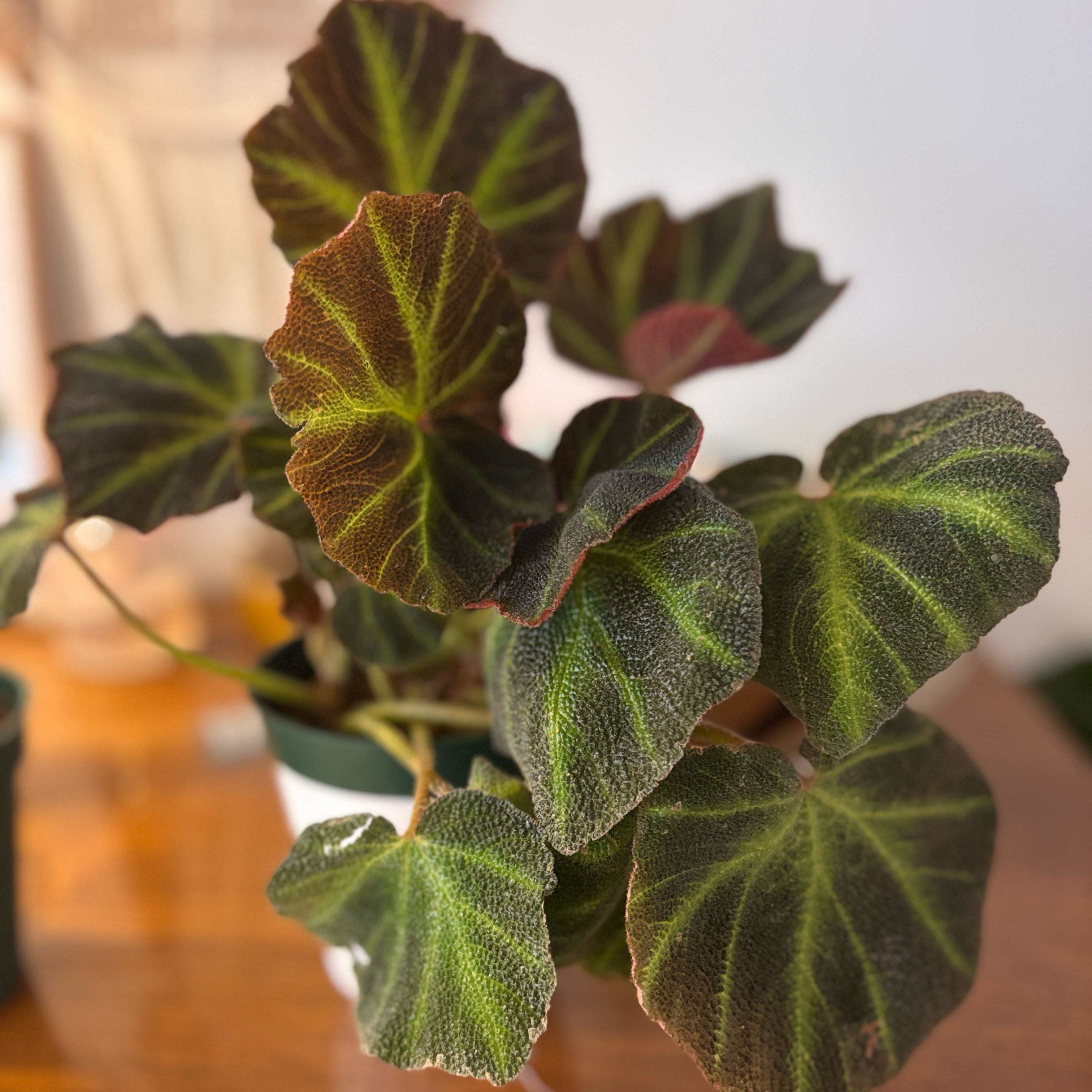 Photo of the plant species Sun-Changing Begonia by @GenuineJuniper named Baesil on Greg, the plant care app
