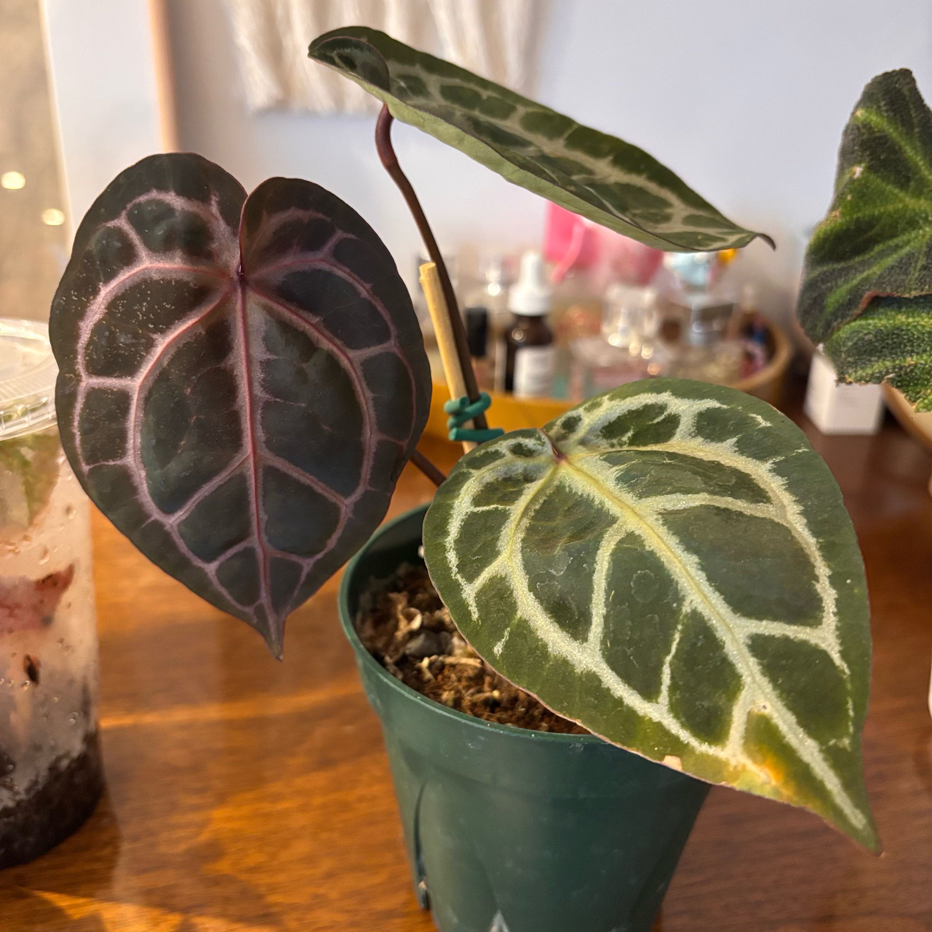 Photo of the plant species Anthurium Memoria Tim Anderson by @GenuineJuniper named Pax on Greg, the plant care app