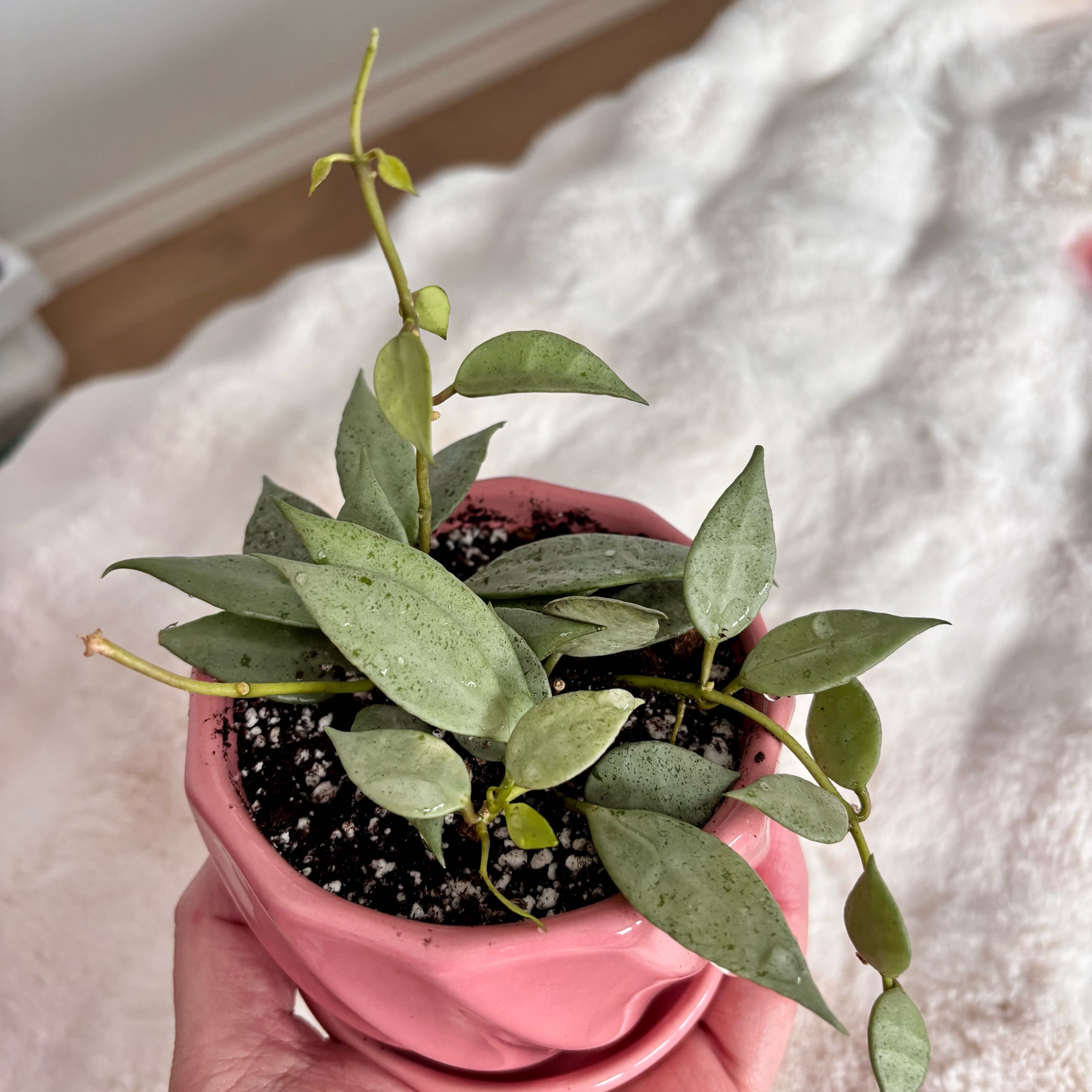 Photo of the plant species Hoya Lacunosa Silver by @GenuineJuniper named Hemingway on Greg, the plant care app