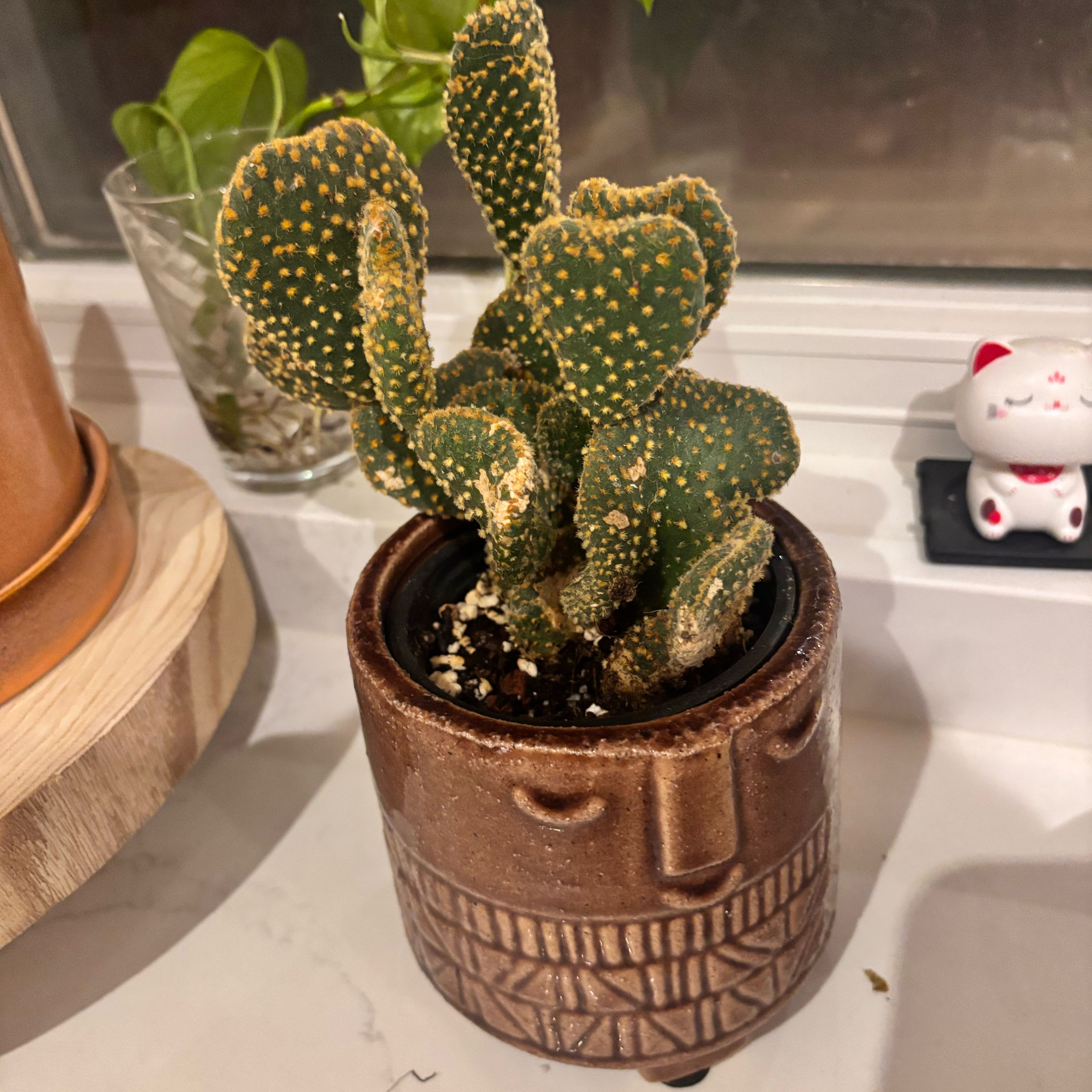 Photo of the plant species Waffle Cactus by @GenuineJuniper named Kesha on Greg, the plant care app