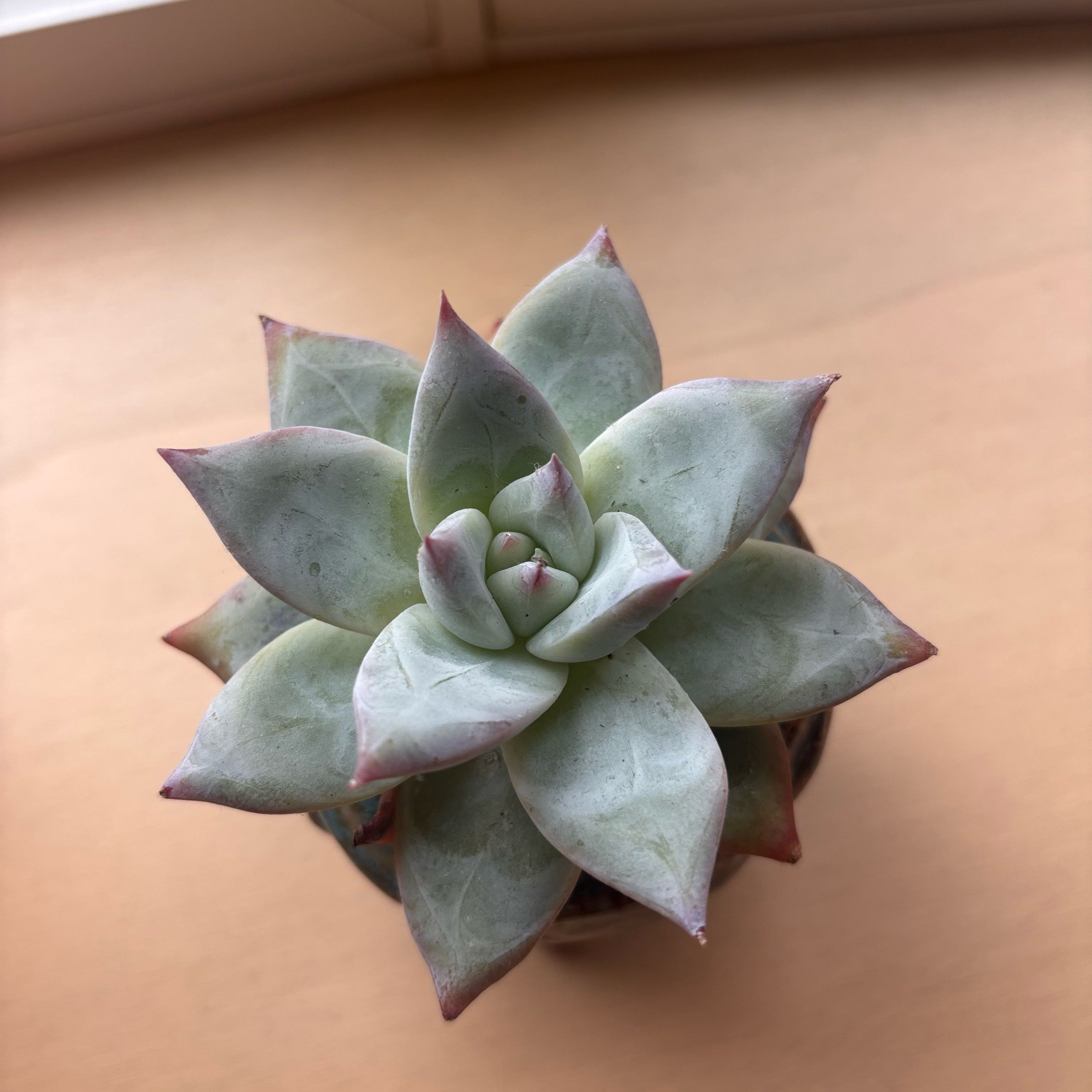 Photo of the plant species Echeveria colorata f. tapalpa by @GenuineJuniper named Mando on Greg, the plant care app