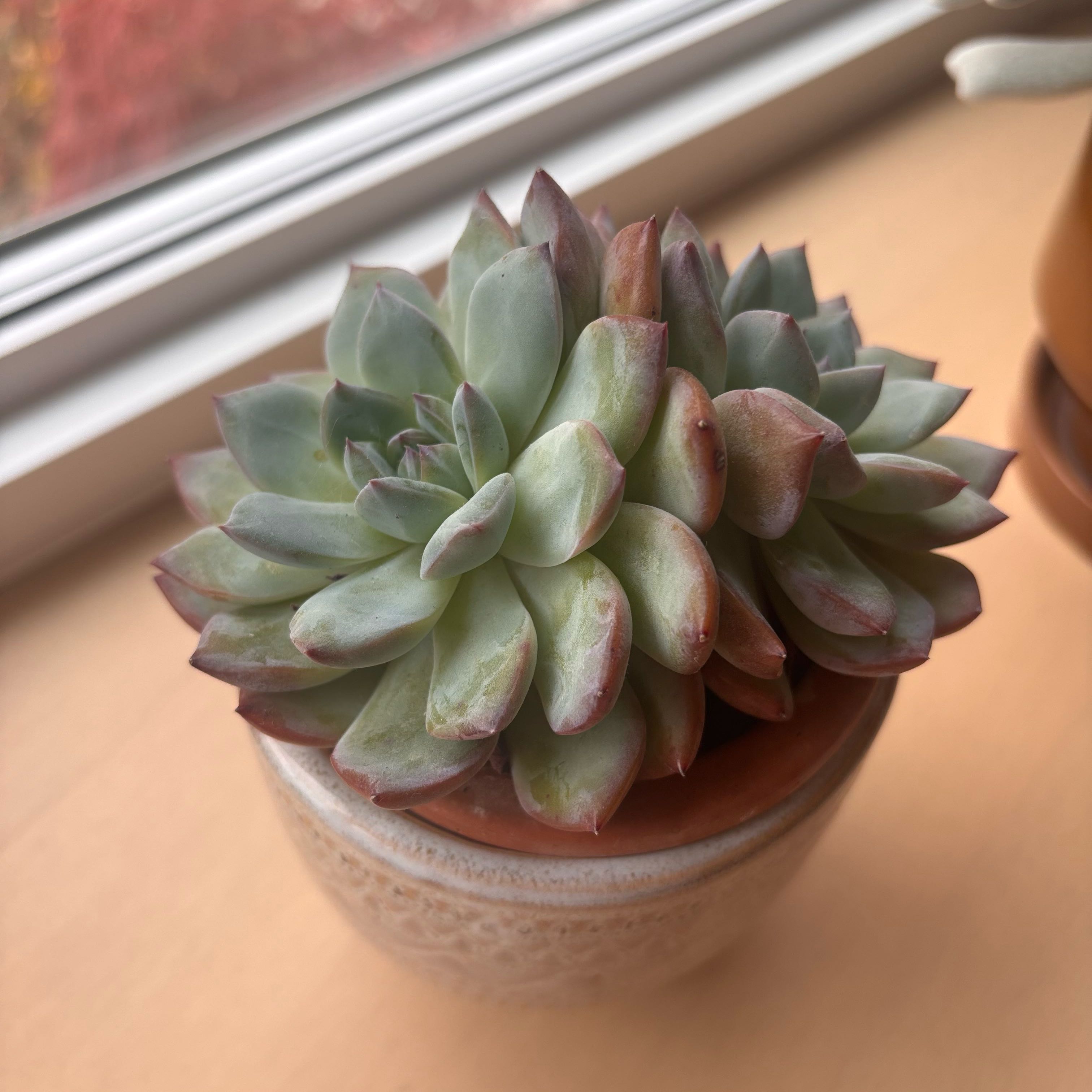 Photo of the plant species Echeveria Snow Angel by @GenuineJuniper named Aristotle on Greg, the plant care app