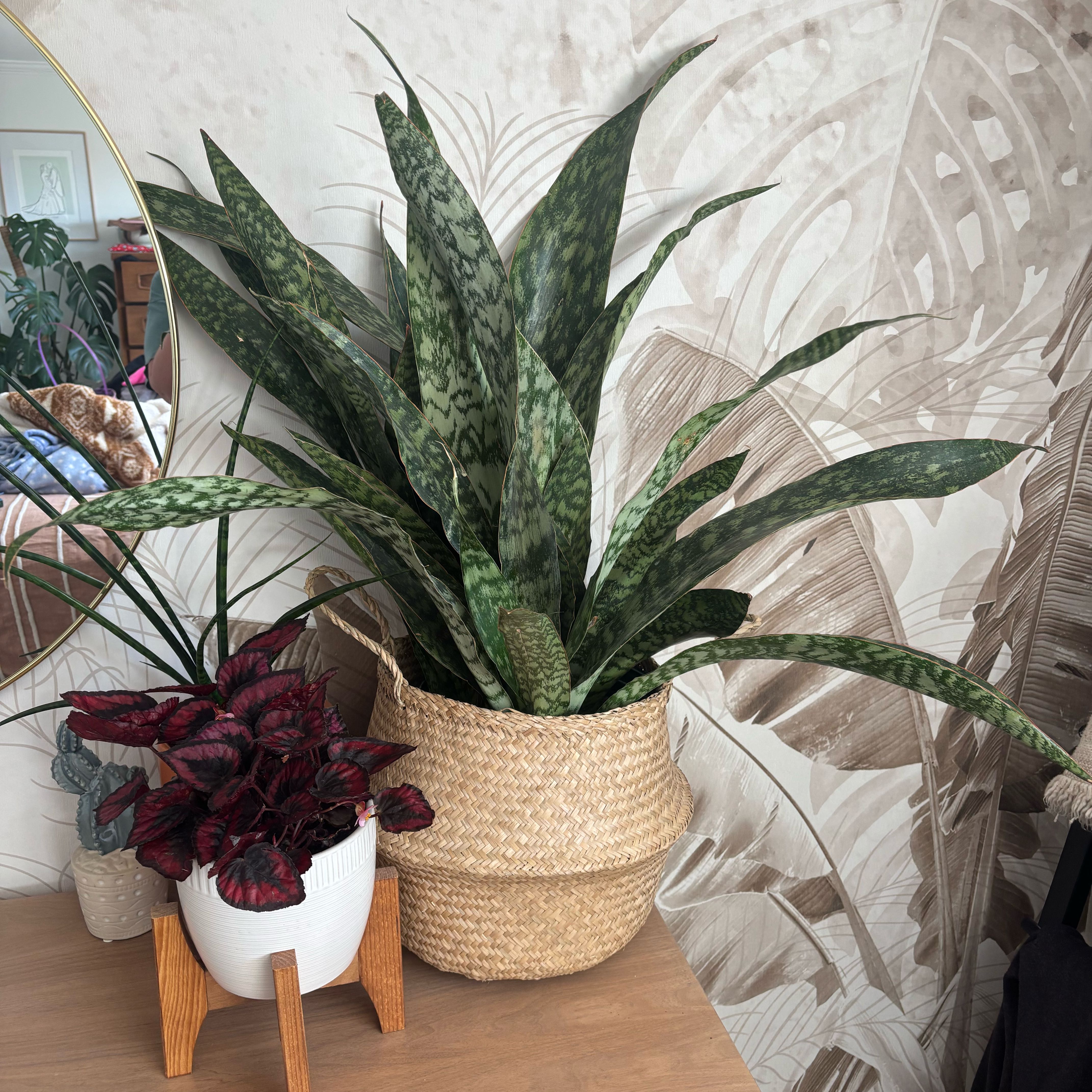 Photo of the plant species Jaboa Sansevieria by @GenuineJuniper named Plato on Greg, the plant care app