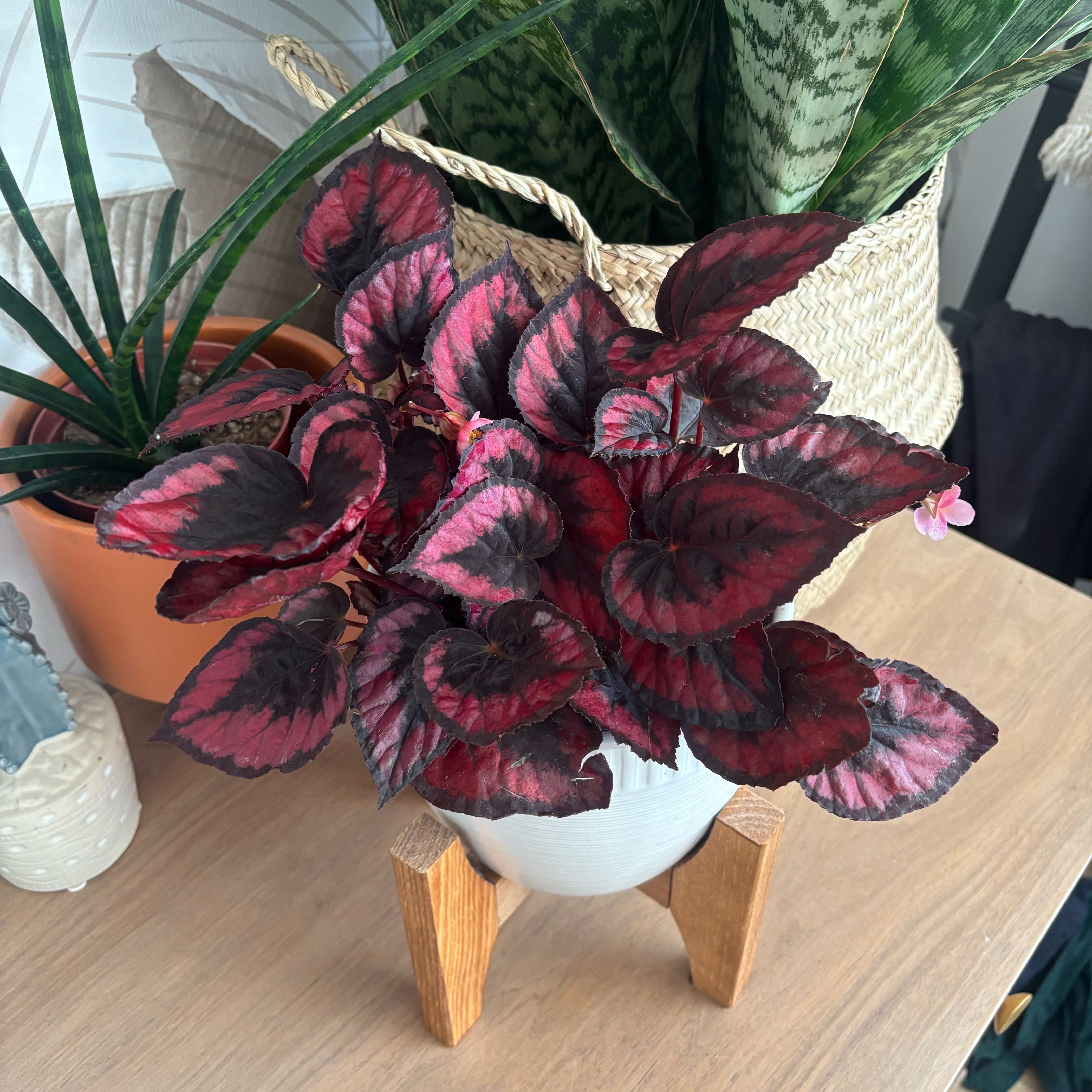 Photo of the plant species Begonia 'Red Kiss' by @GenuineJuniper named Rainier on Greg, the plant care app