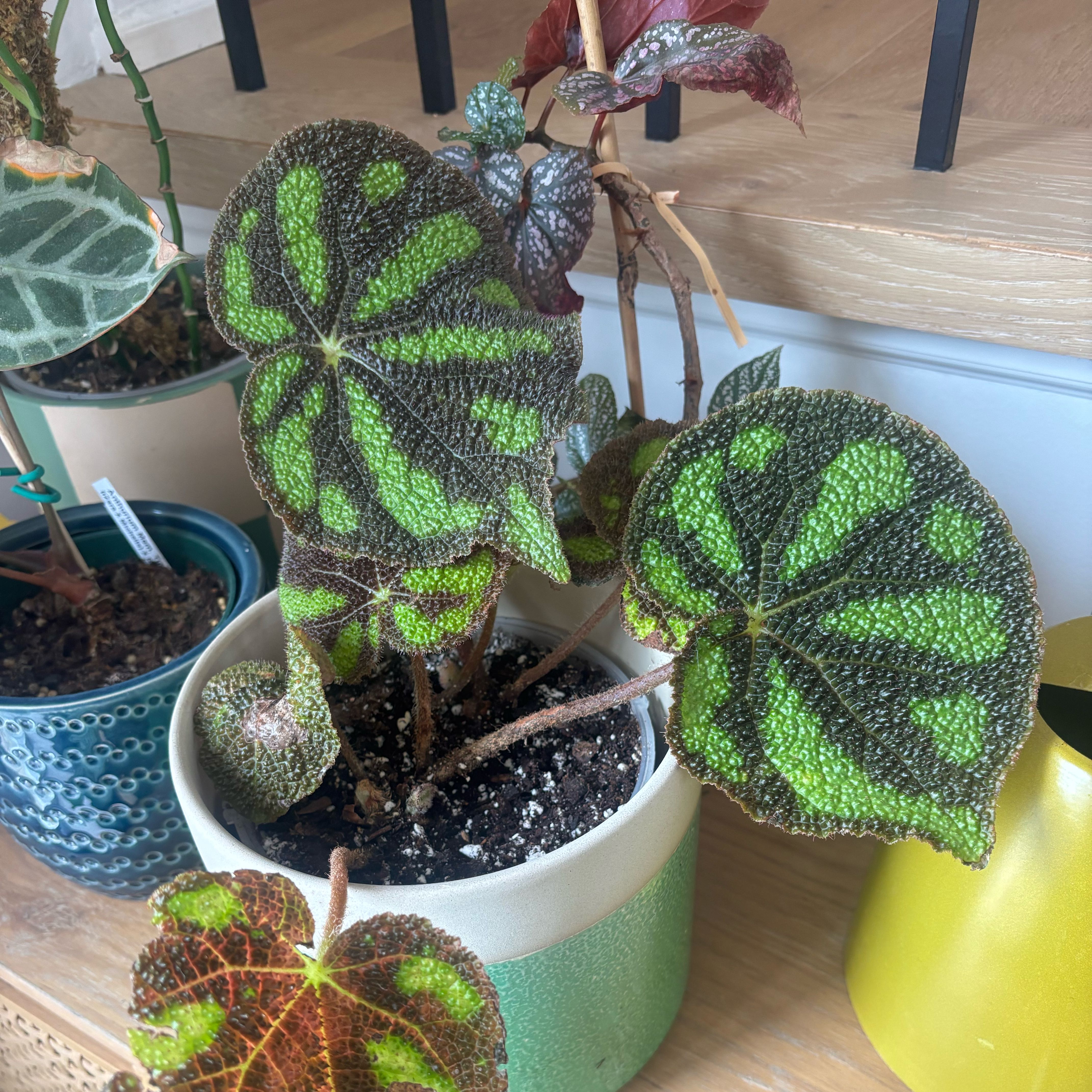 Photo of the plant species Iron Cross Begonia by @GenuineJuniper named McTavish on Greg, the plant care app
