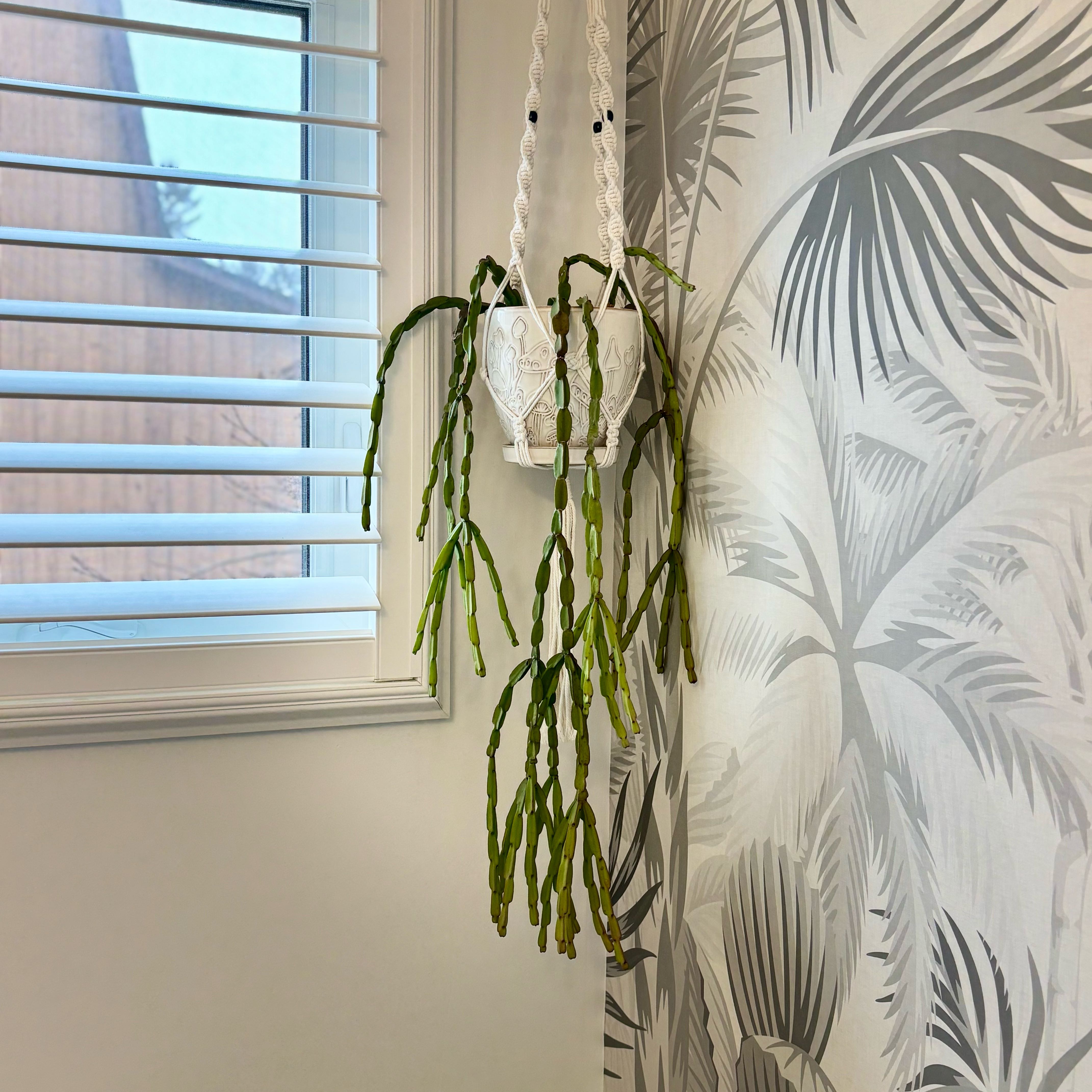 Photo of the plant species Rhipsalis paradoxa by @GenuineJuniper named Lavender on Greg, the plant care app