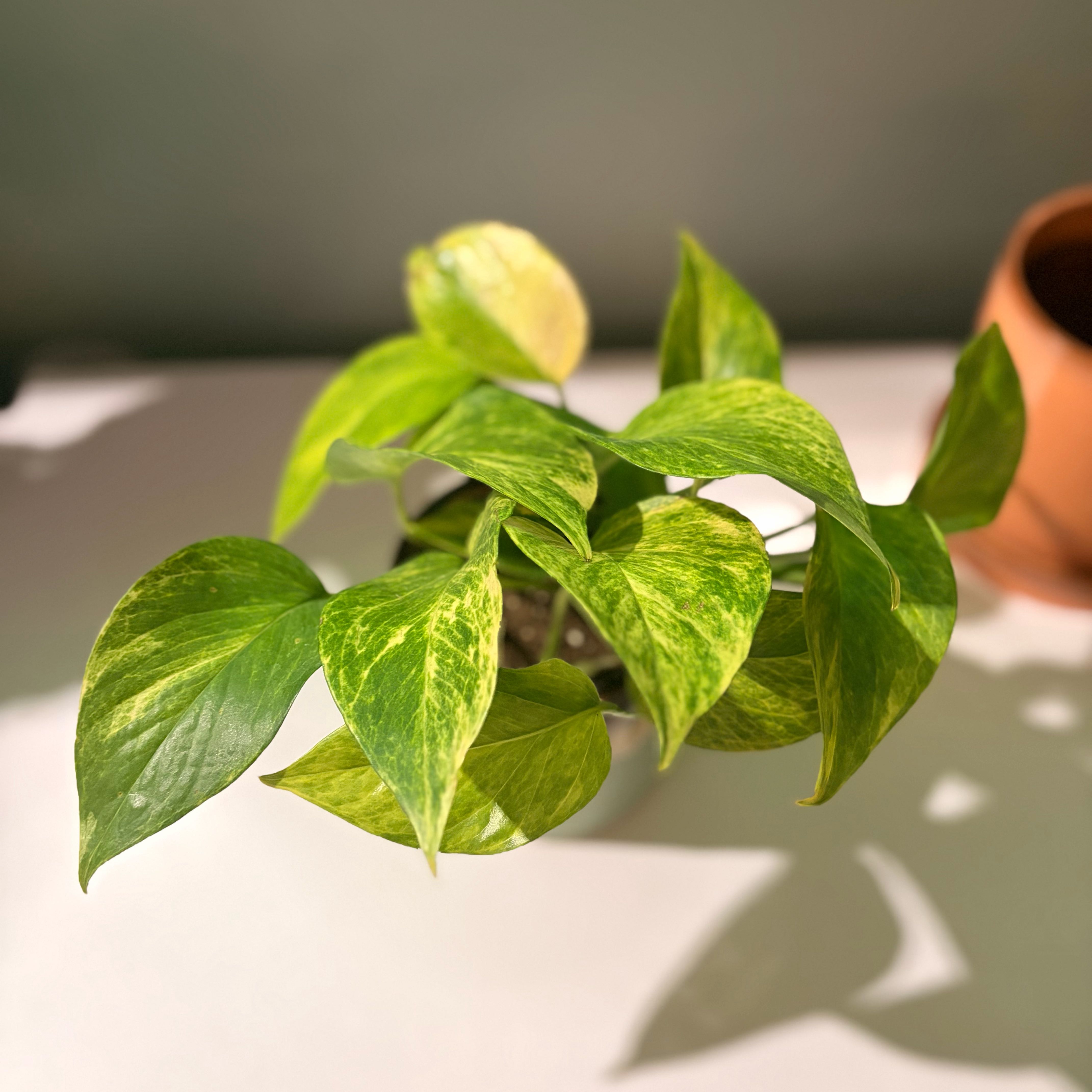 Photo of the plant species Neon Queen Pothos by @GenuineJuniper named Nemo on Greg, the plant care app