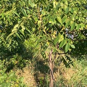 Photo of the plant species Black Walnut by @SilkyArugula named Diana on Greg, the plant care app