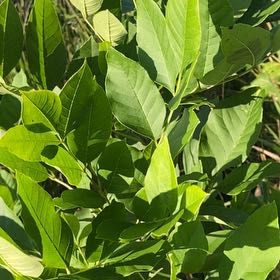 Photo of the plant species American Ash by @SilkyArugula named Surya on Greg, the plant care app