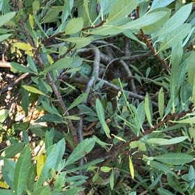 Photo of the plant species Bay Laurel by @SilkyArugula named Zeus on Greg, the plant care app