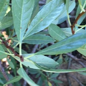 Photo of the plant species Bay Laurel by @SilkyArugula named Sproutacus on Greg, the plant care app
