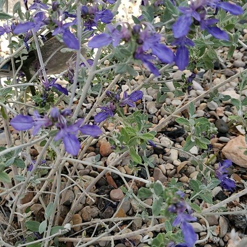 Photo of the plant species Germander Sage by @SportySpinyrush named Purple Blossom on Greg, the plant care app