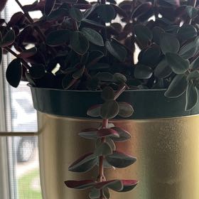 Photo of the plant species peperomia verticilata by @HeadAglaonema named Fernie Saunders on Greg, the plant care app