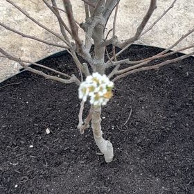 Photo of the plant species Bartlett Pear by @WhollyApple named Bartlett Pear on Greg, the plant care app