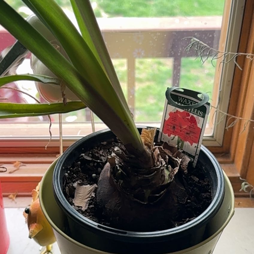 Photo of the plant species Picotee Amaryllis by @WhollyApple named Amaryllis on Greg, the plant care app