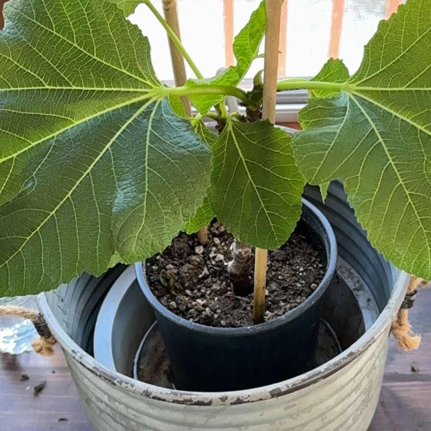 Photo of the plant species Panache Fig by @WhollyApple named Panache Tiger on Greg, the plant care app