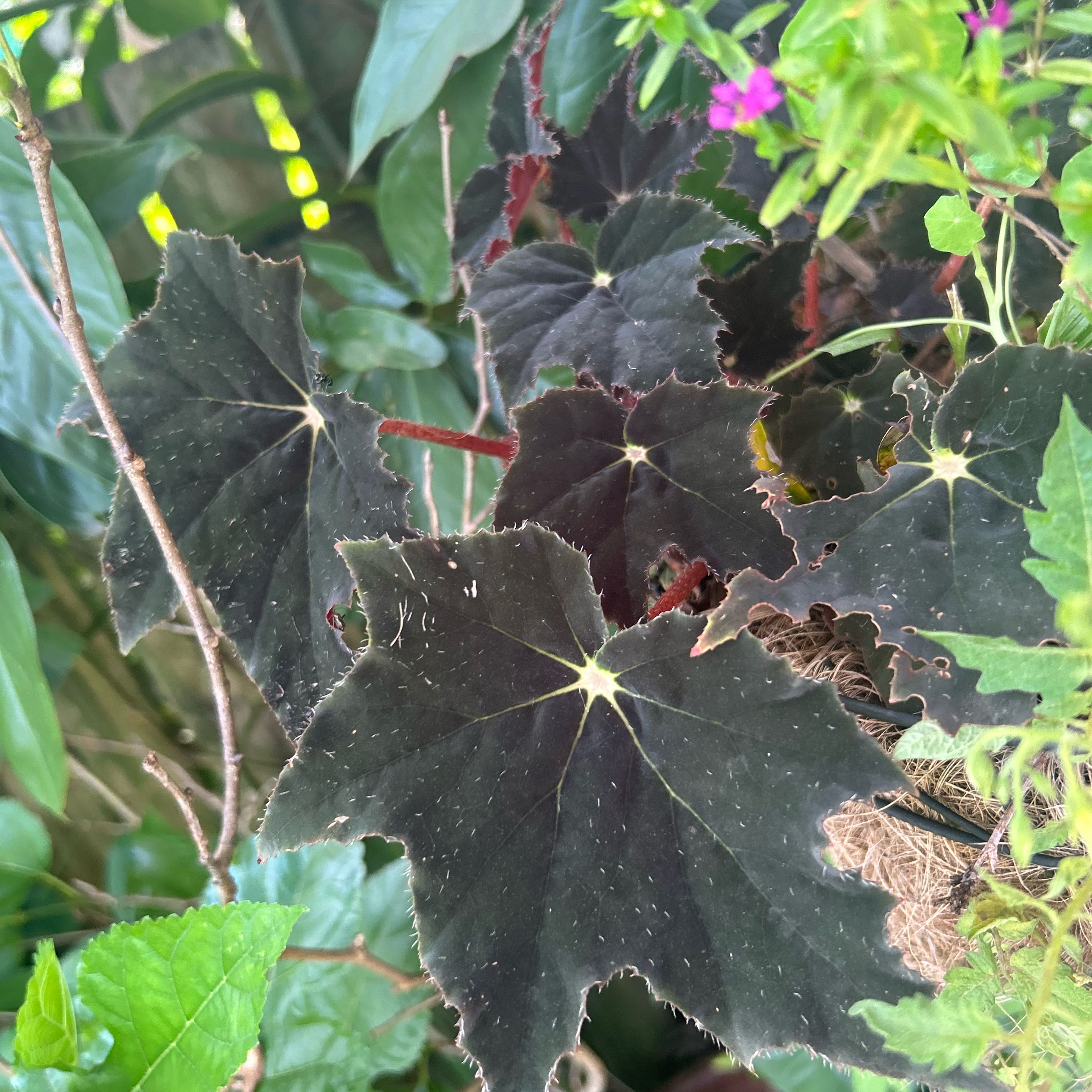Photo of the plant species Begonia 'Black Velvet' by @FamedSowthistle named Xena on Greg, the plant care app