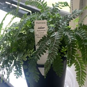 Photo of the plant species New Zealand Maidenhair Fern by @WillMakura named Tupot amaroot on Greg, the plant care app