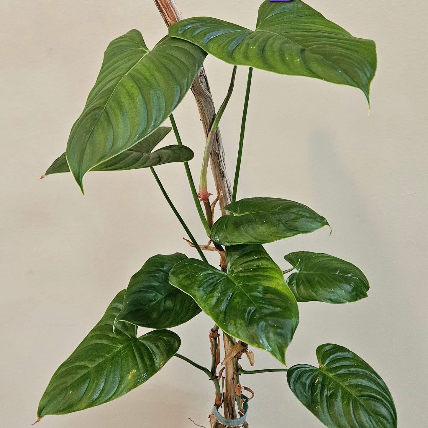 Photo of the plant species Philodendron Tenue by @newplantmomma named Maya on Greg, the plant care app