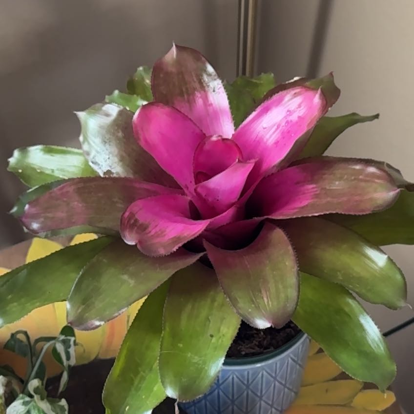 Photo of the plant species neoregelia tangerine by @EnhancedRoselle named Athena on Greg, the plant care app