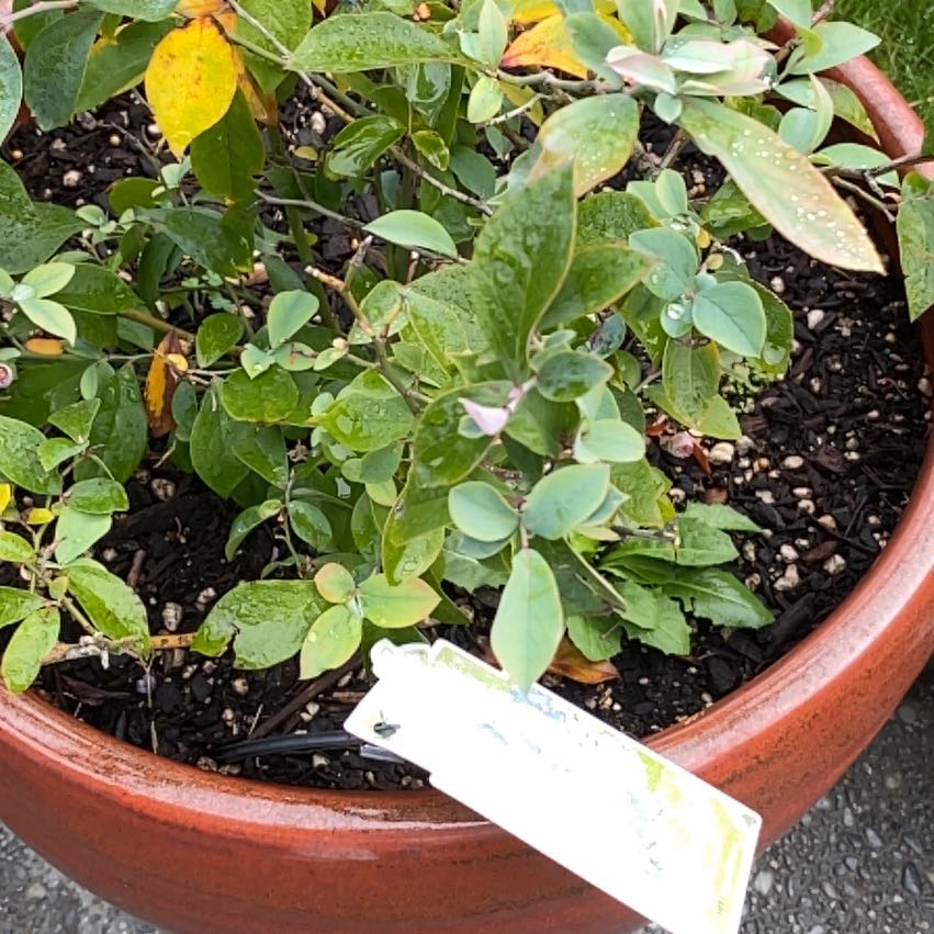 Photo of the plant species Tifblue Rabbit Eye Blueberry by @TranquilRedpine named Marley on Greg, the plant care app