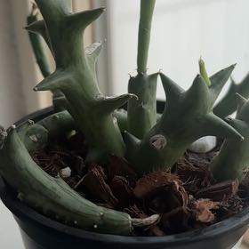 Photo of the plant species African Starfish by @CupidIsACactus named Pax on Greg, the plant care app