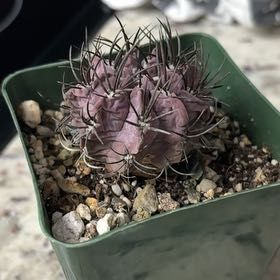 Photo of the plant species Purple Karoo Rose by @CupidIsACactus named Denali on Greg, the plant care app