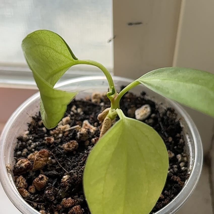 Photo of the plant species Anthurium vittariifolium by @CupidIsACactus named Leaf Erickson on Greg, the plant care app