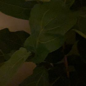 Photo of the plant species Puka by @YeahSilversage named Dolores on Greg, the plant care app