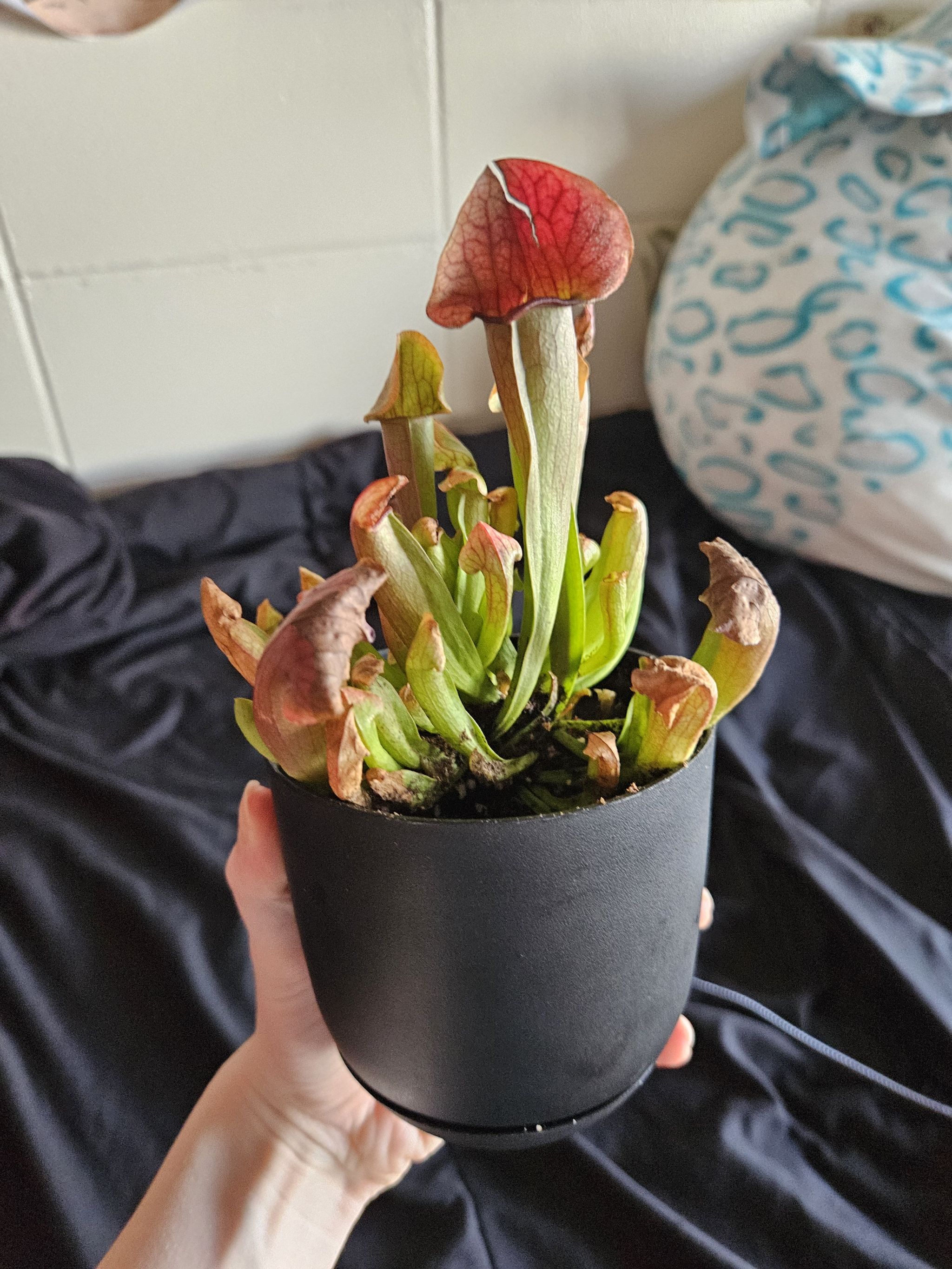 Photo of the plant species Red Bug Pitcher Plant by @GoodRedclaws named Rainier on Greg, the plant care app
