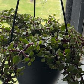 Photo of the plant species Portulacaria afra 'Prostrata' by @puddingwife named Mädchen on Greg, the plant care app
