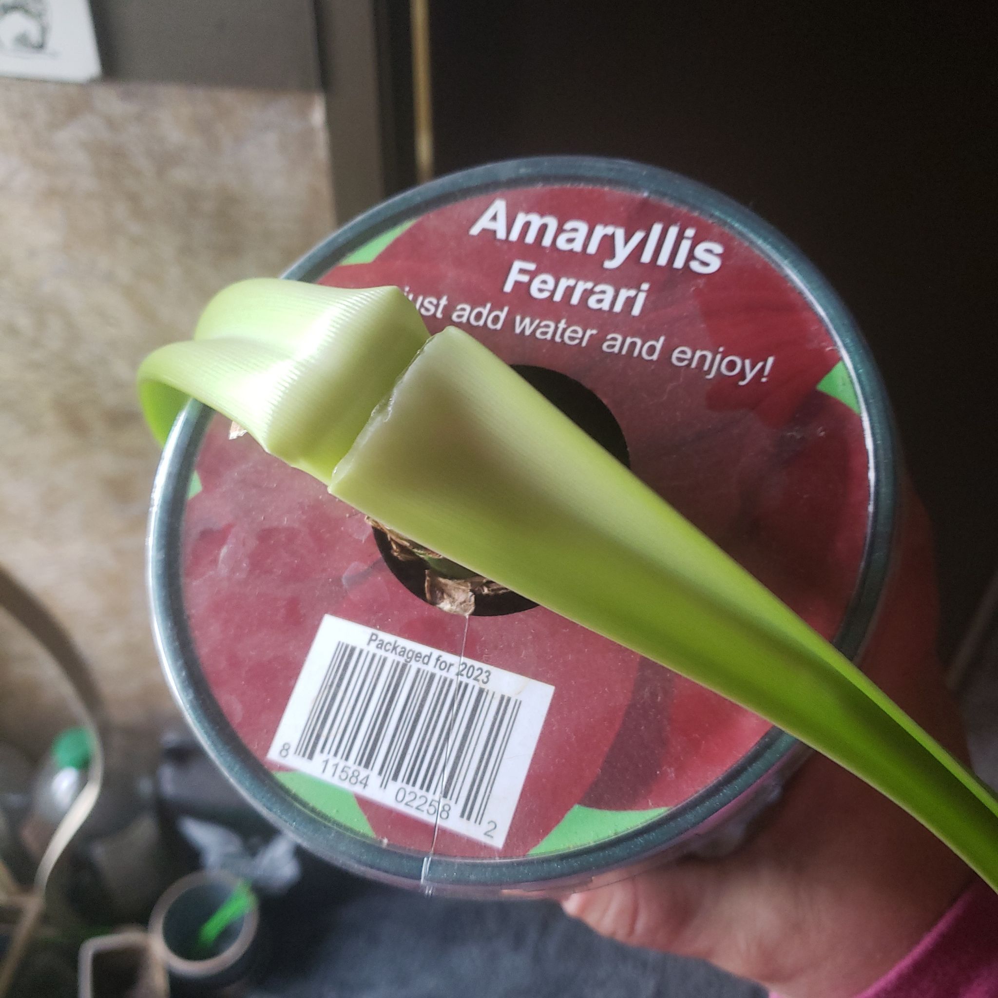Photo of the plant species Ferrari Amaryllis by @UnspoiltParsley named Curie on Greg, the plant care app