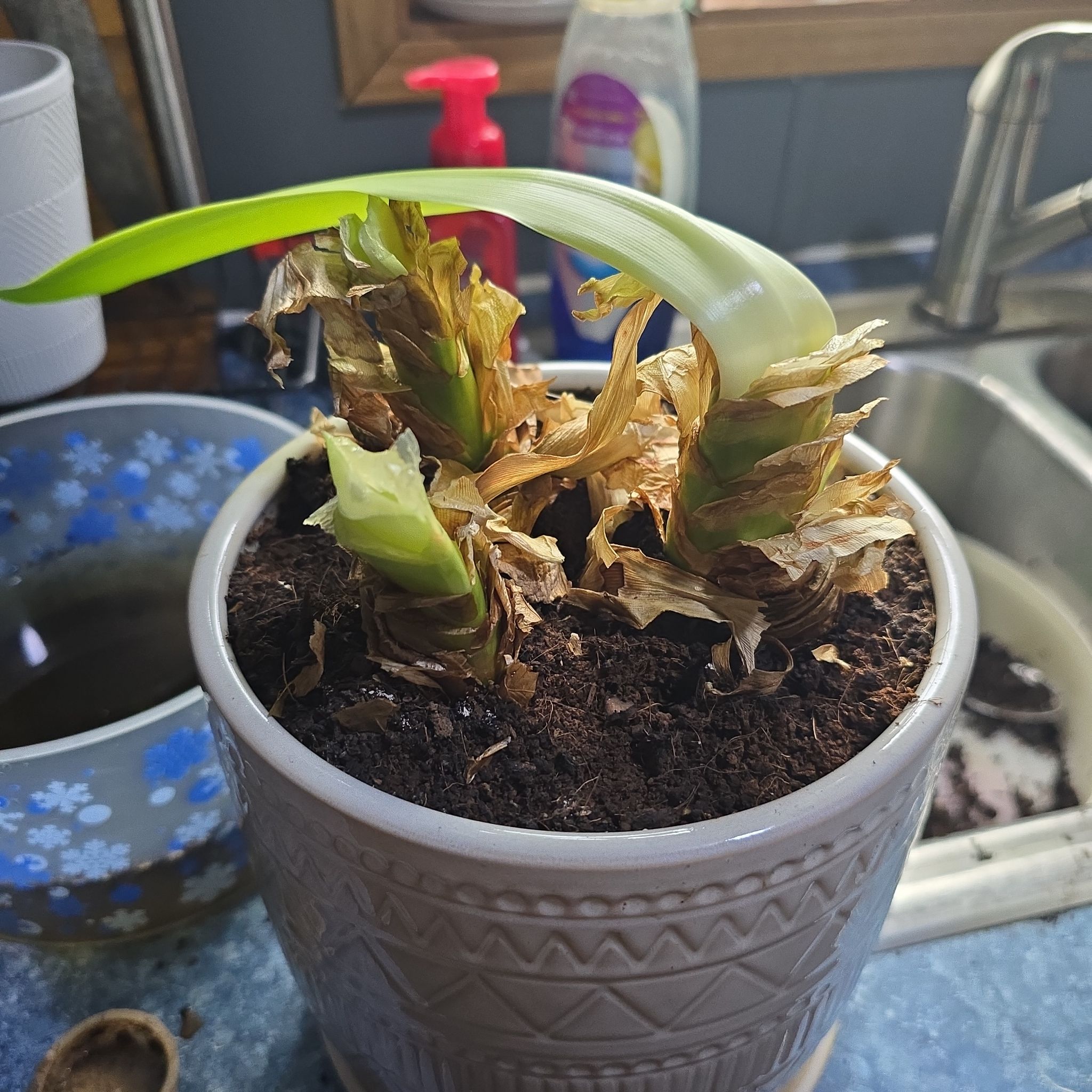 Photo of the plant species Hardy Amaryllis by @UnspoiltParsley named Austen on Greg, the plant care app