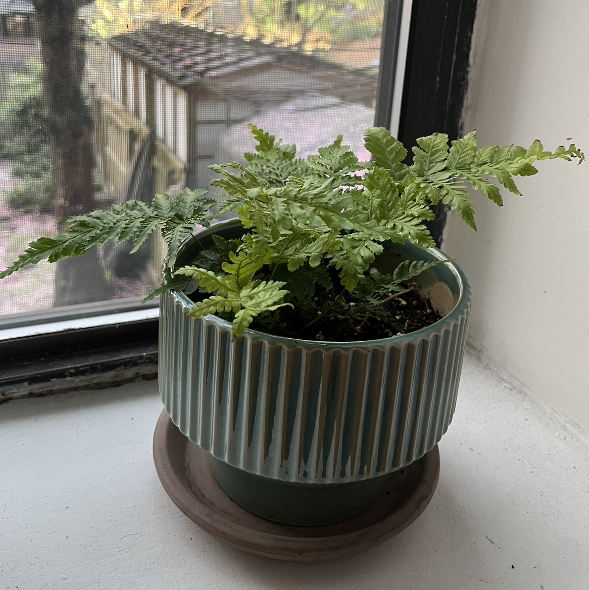 Tina