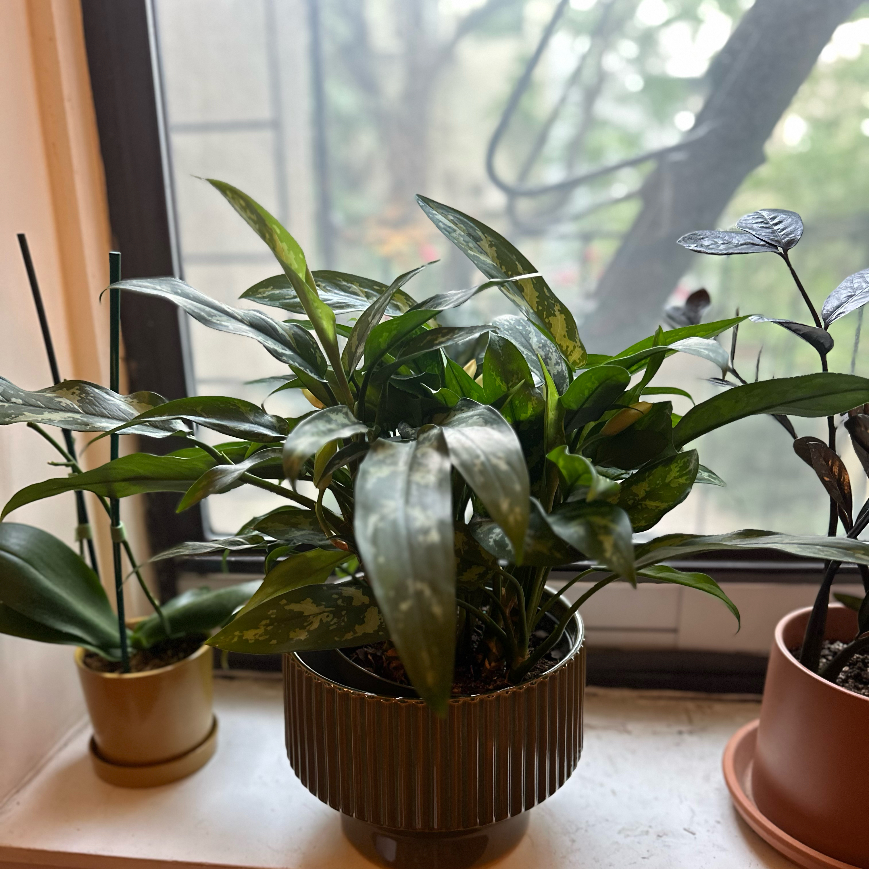 Photo of the plant species Aglaonema MaryAnn by @Frebs named Sonny on Greg, the plant care app