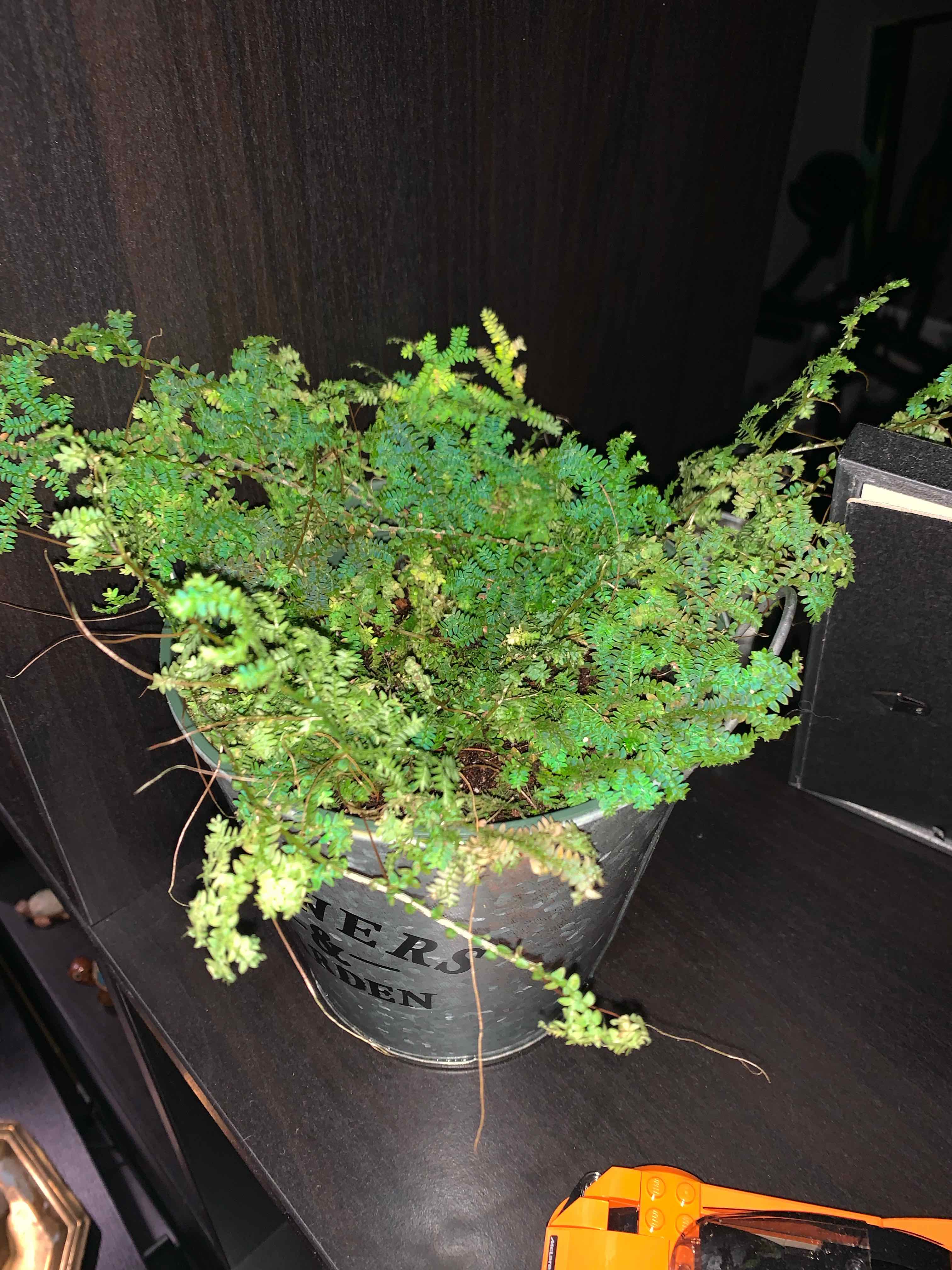 Potted Rainbow moss or Peacock fern with vibrant green foliage.