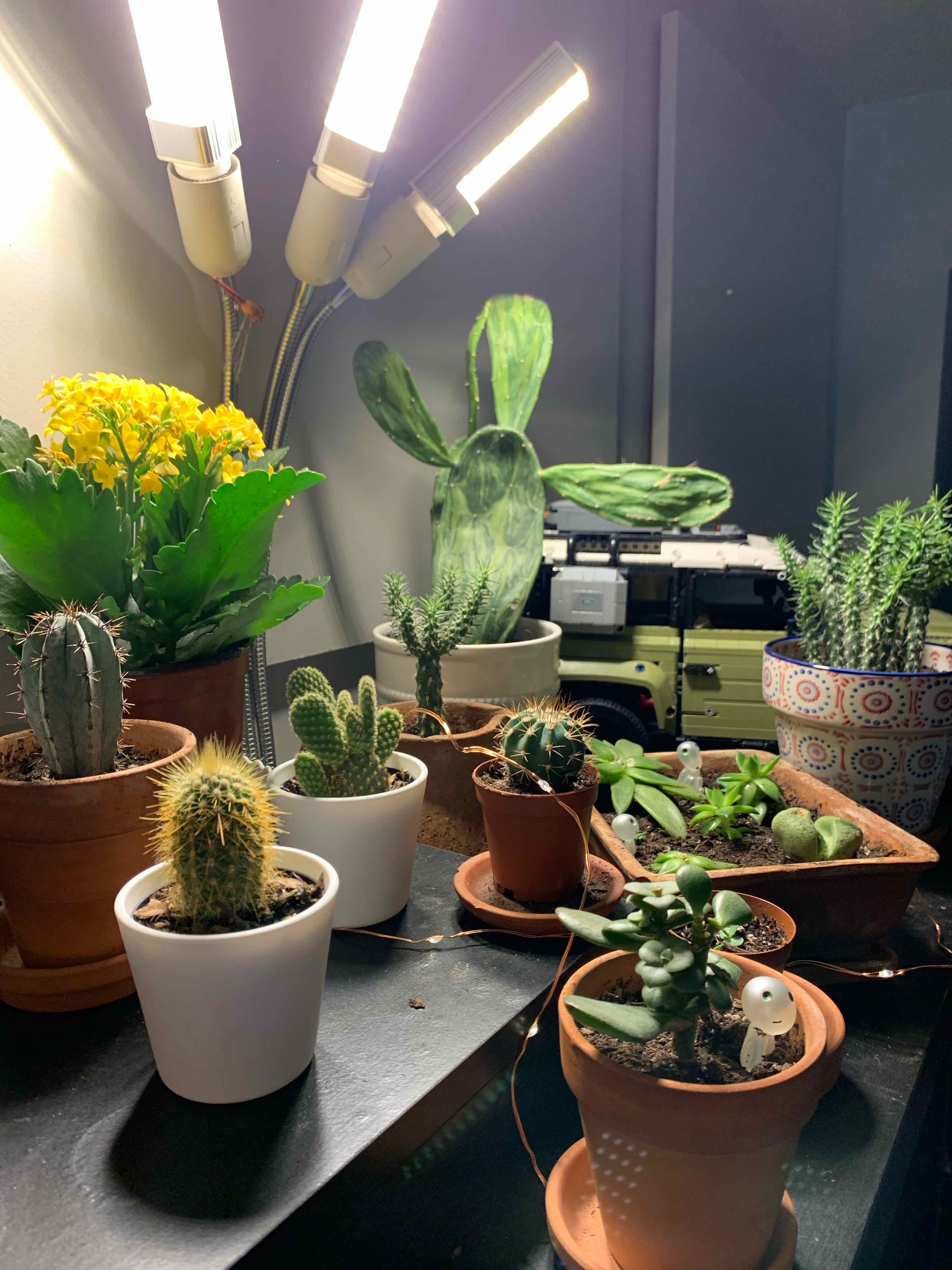 Various potted plants, including cacti and succulents, under artificial lighting. Barbary Fig likely present.