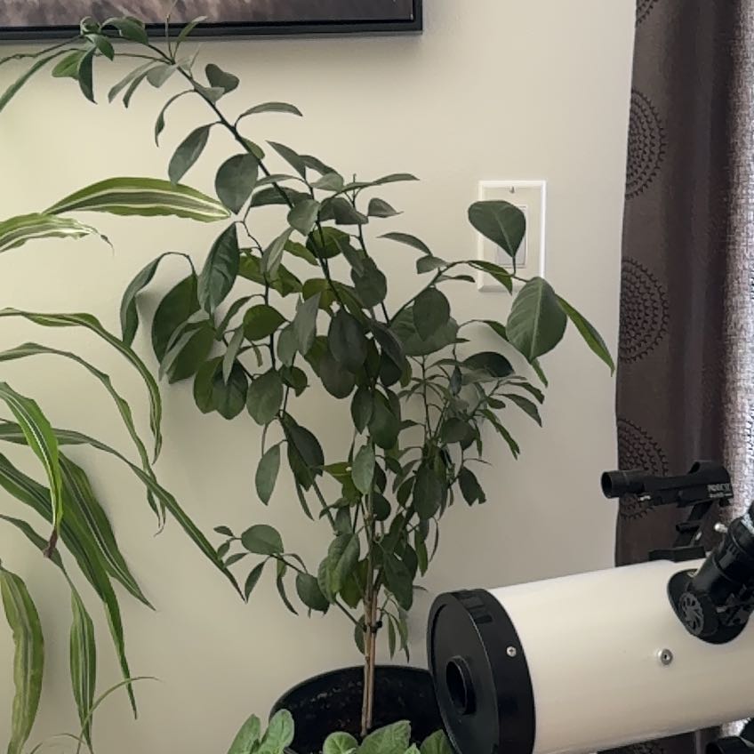 Photo of the plant species Clementine by @DearCretanbrake named Harmony on Greg, the plant care app