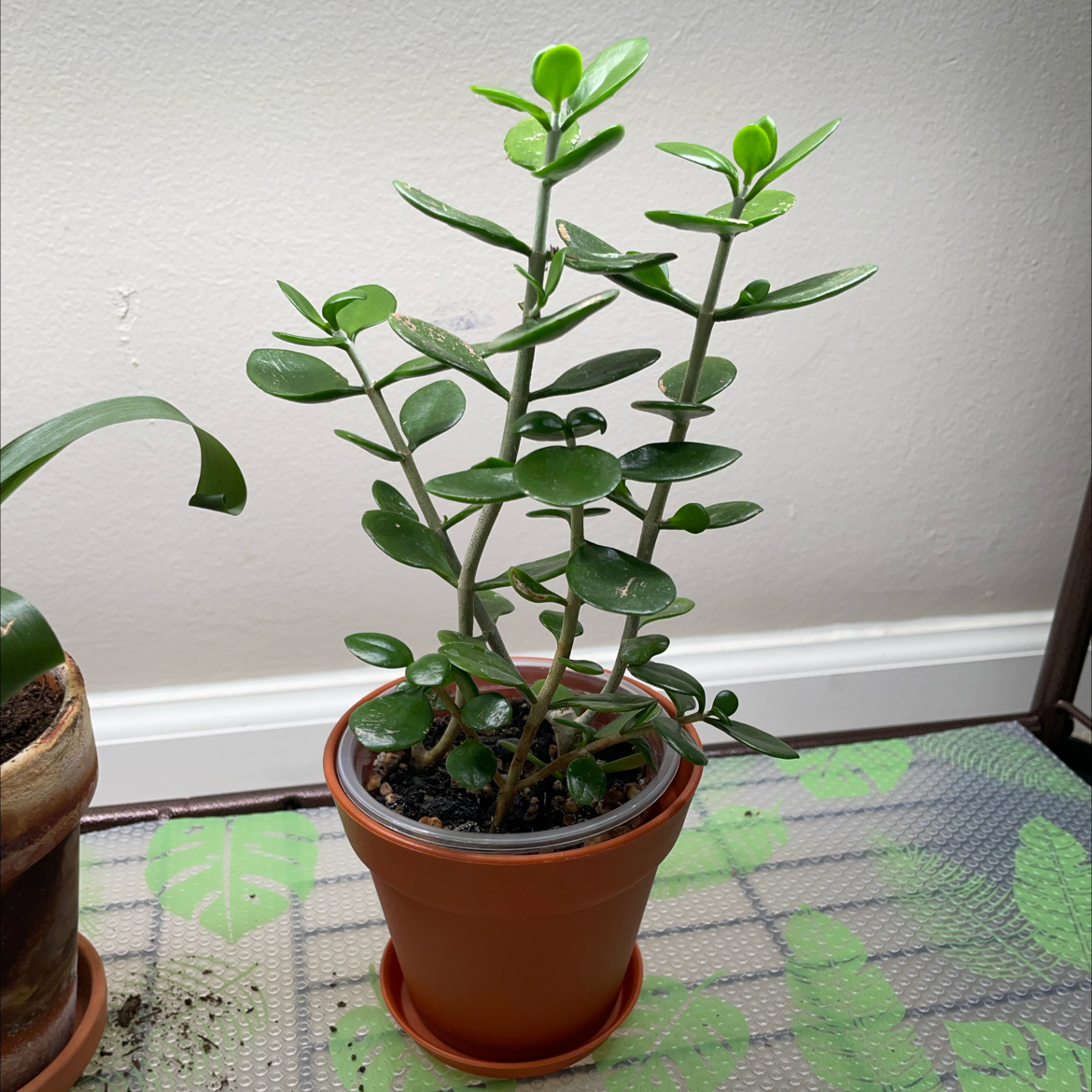 Photo of the plant species Sedum confusum by @BuffRedtree named Leonardo on Greg, the plant care app