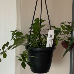 Photo of the plant species Columnea hirta by @BuffRedtree named Einstein on Greg, the plant care app