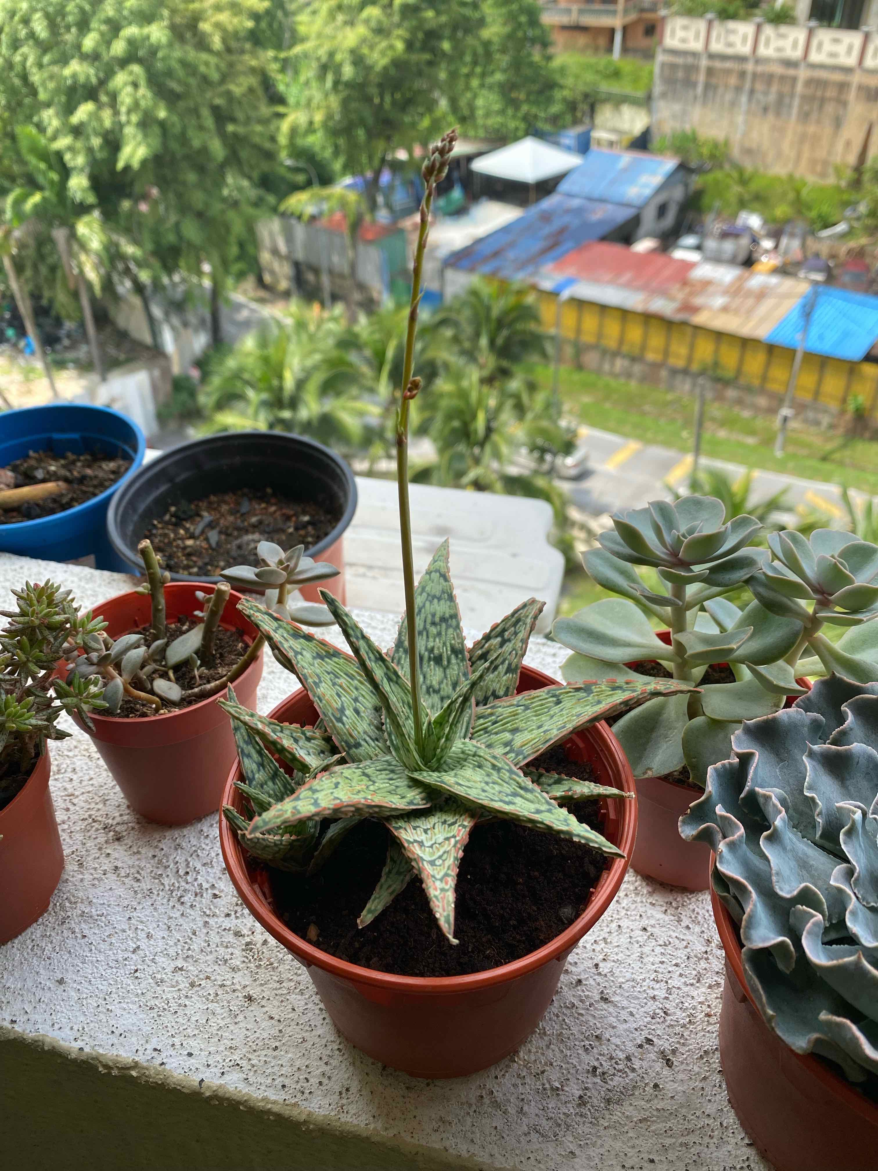 Snowflake Aloe plant in a pot on a ledge with other potted plants, soil visible.