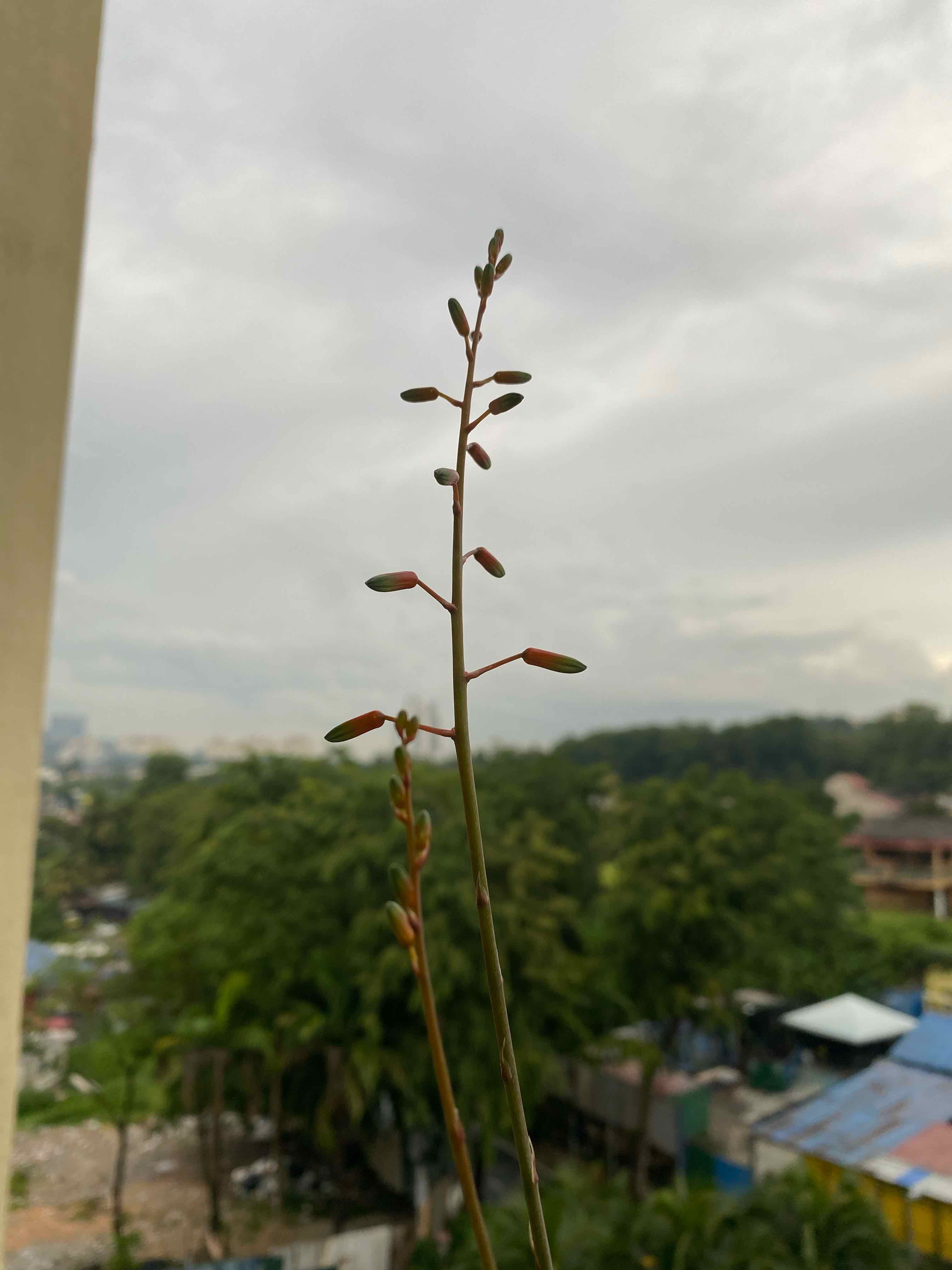 Snowflake Aloe plant with buds against an outdoor background.