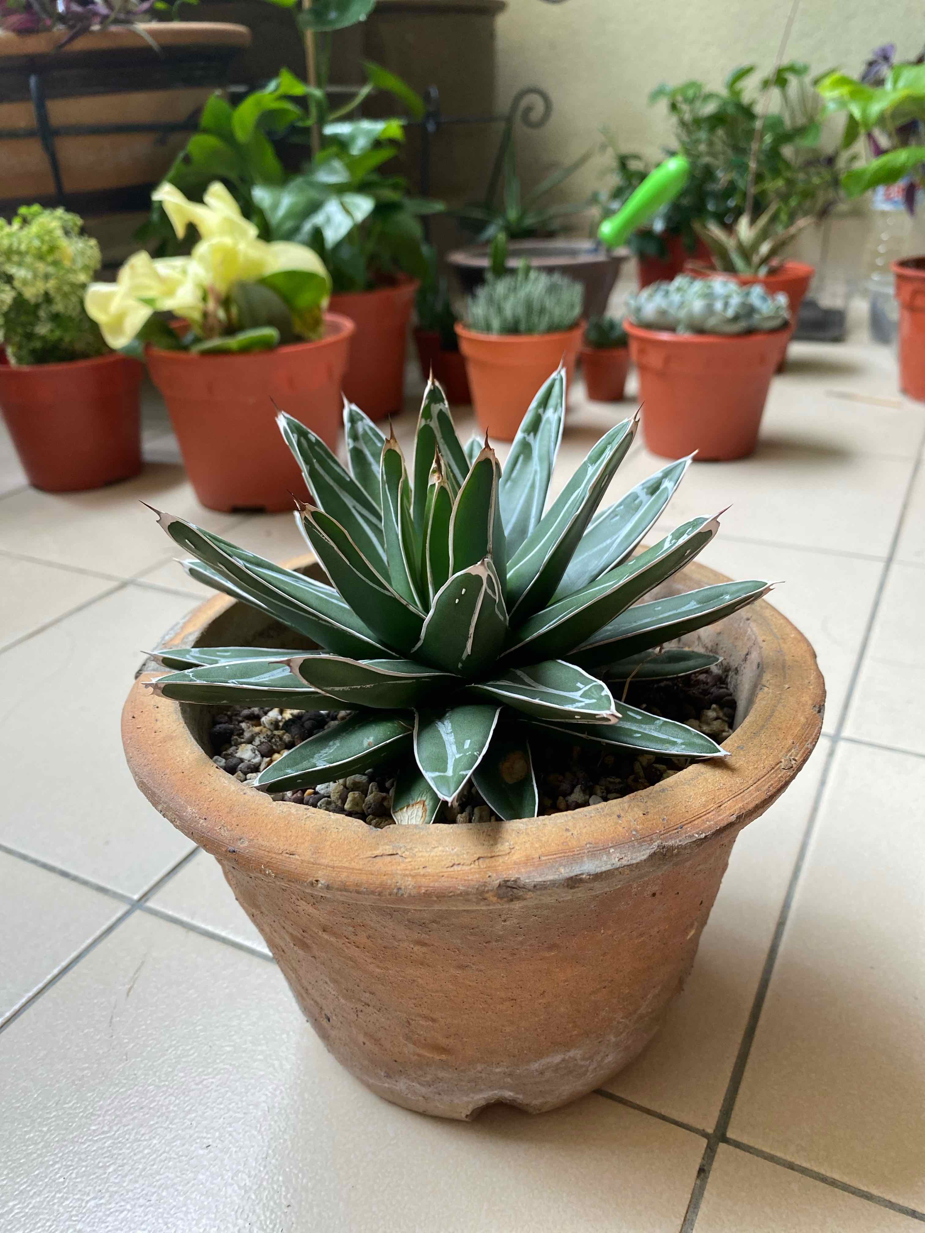 Queen Victoria Agave plant in a terracotta pot with other potted plants in the background.
