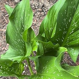 Photo of the plant species Spotted Calla Lily by @SageMastic named Walt on Greg, the plant care app